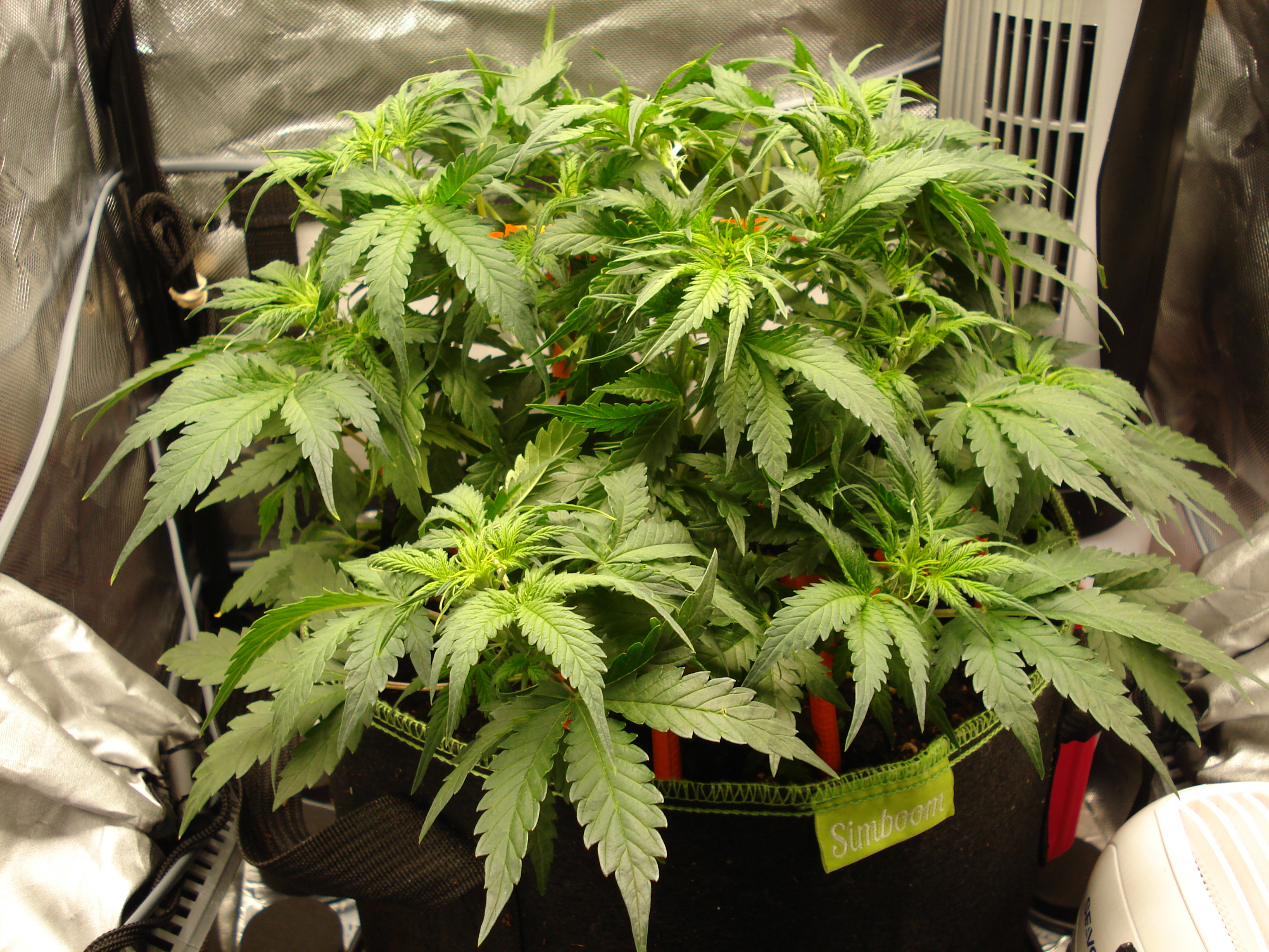 Grow 02 Day 29.JPG