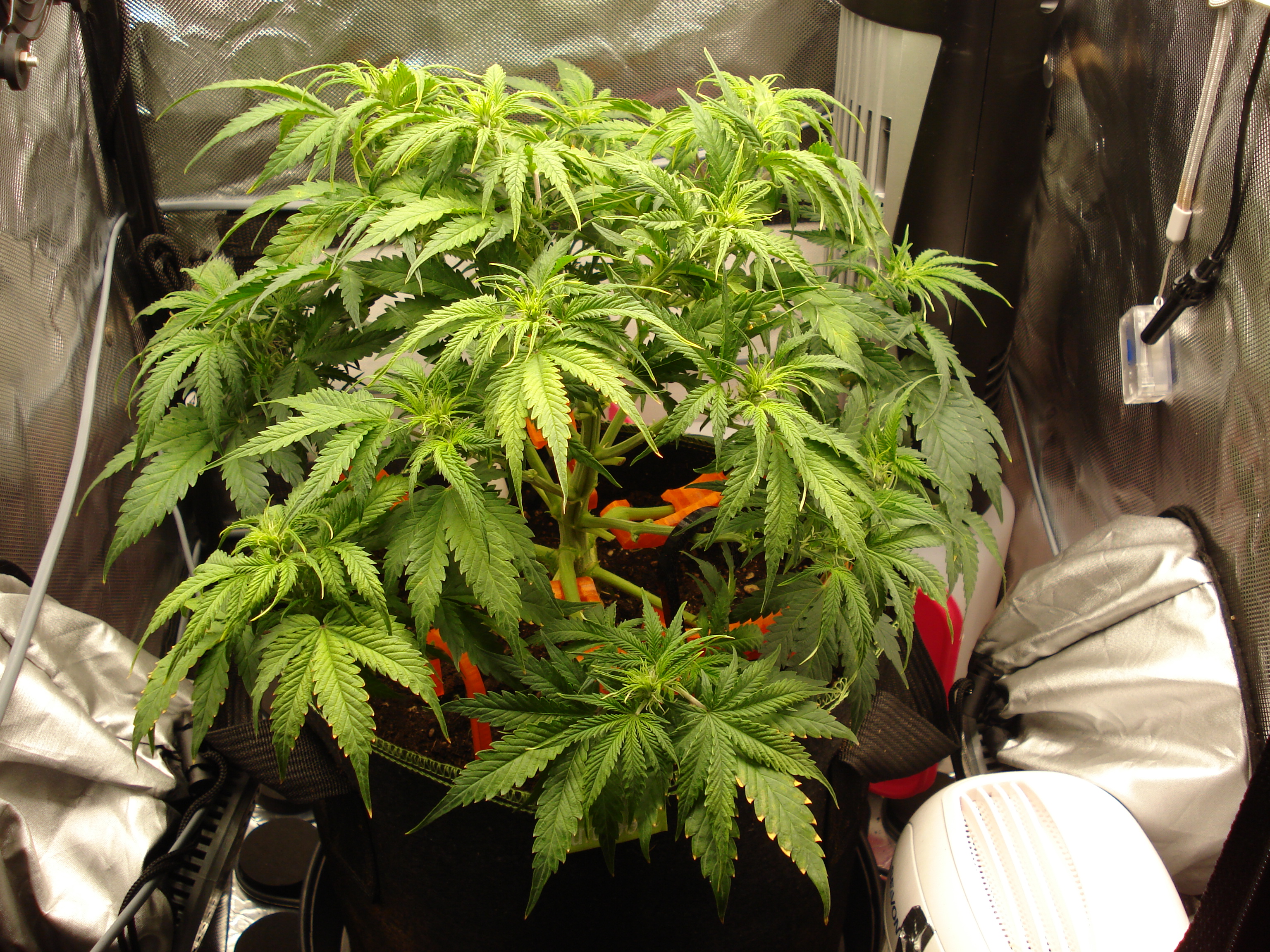 Grow 02 Day 34.JPG