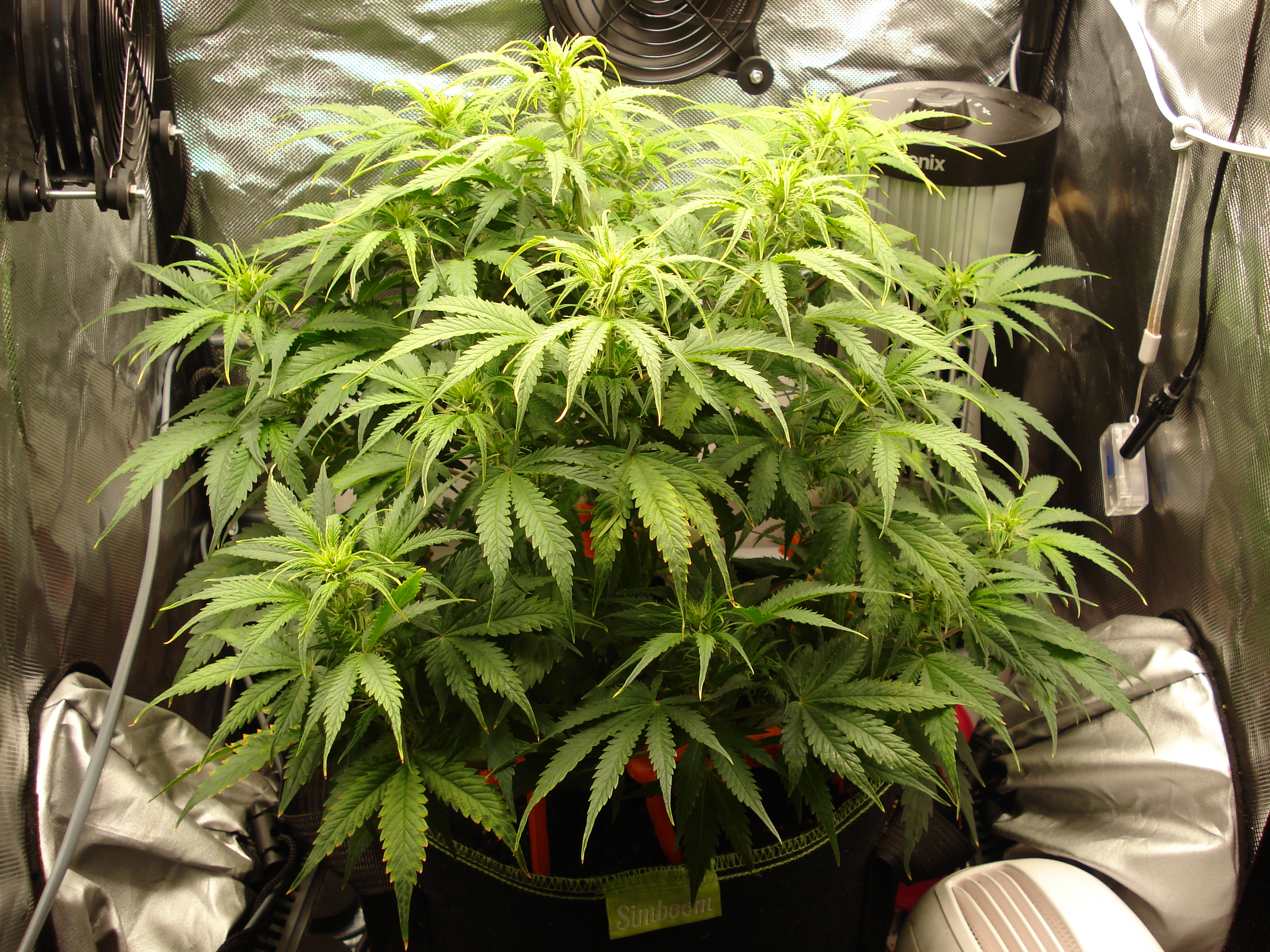 Grow 02 Day 39.JPG