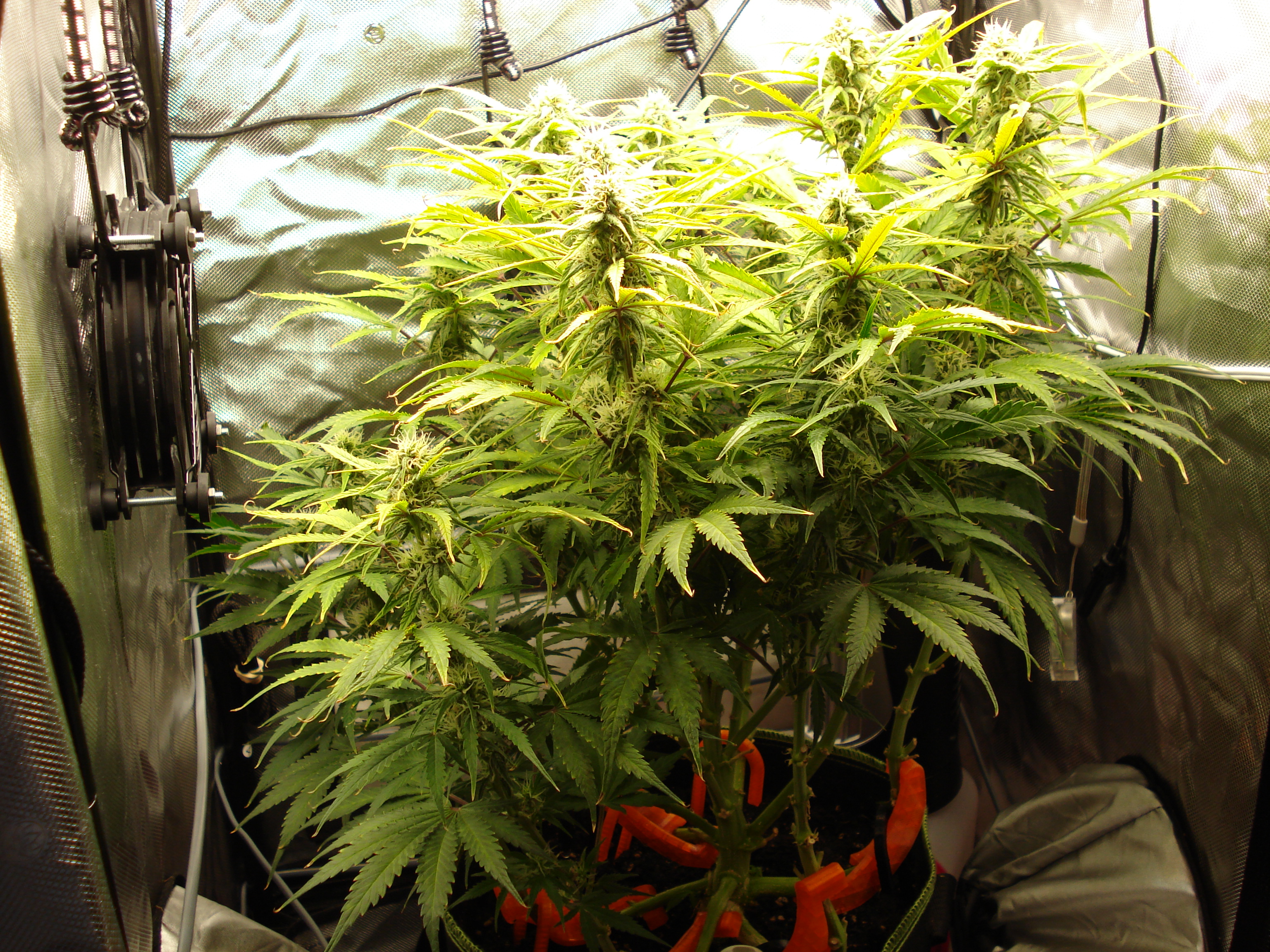 Grow 02 Day 57.JPG