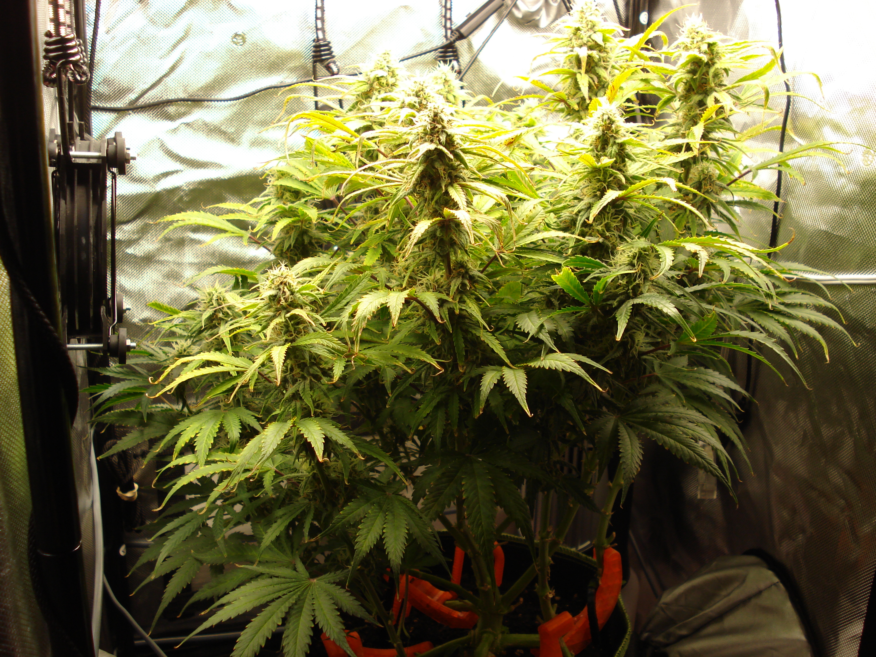 Grow 02 Day 64.JPG