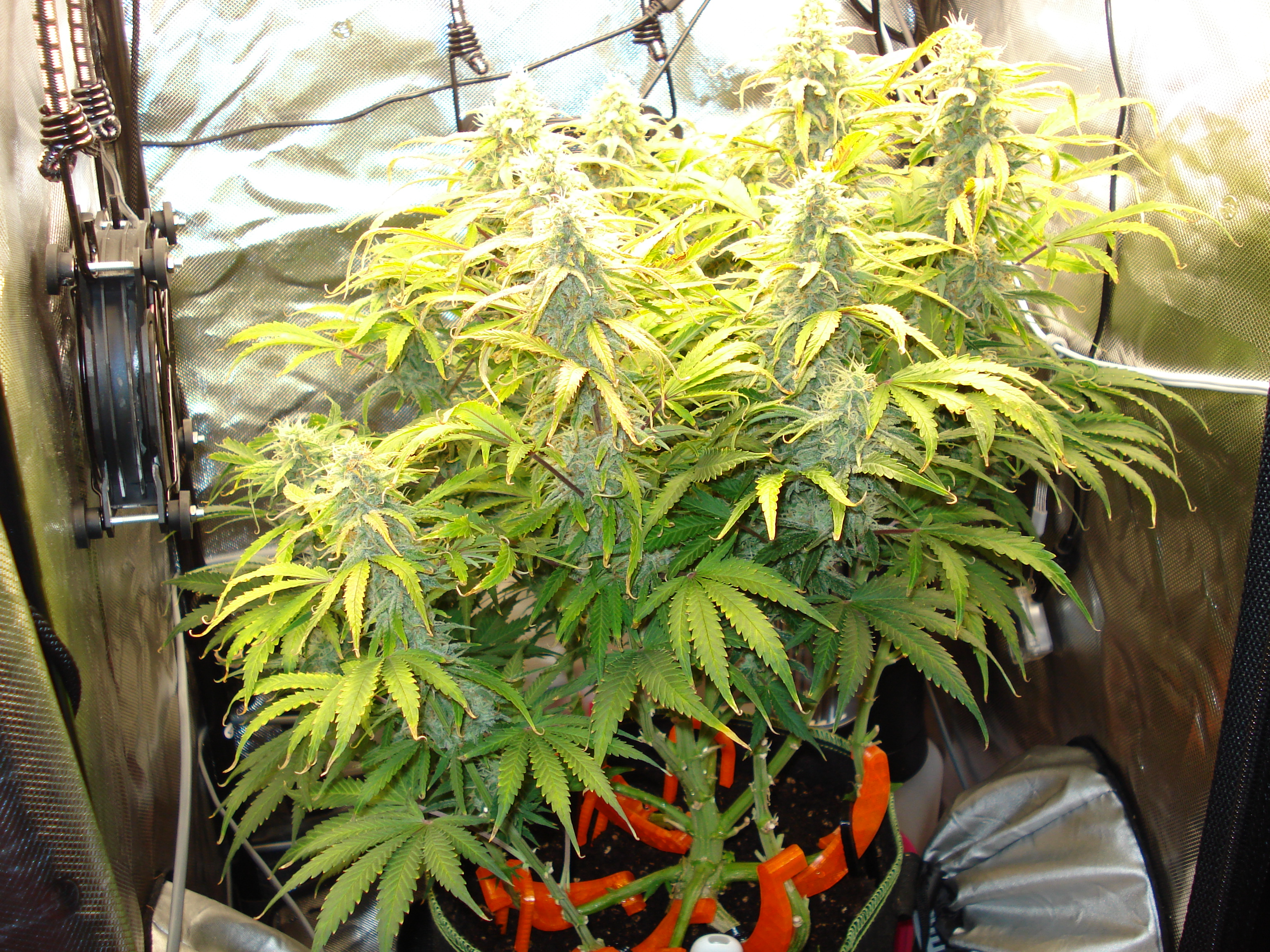 Grow 02 Day 67.JPG