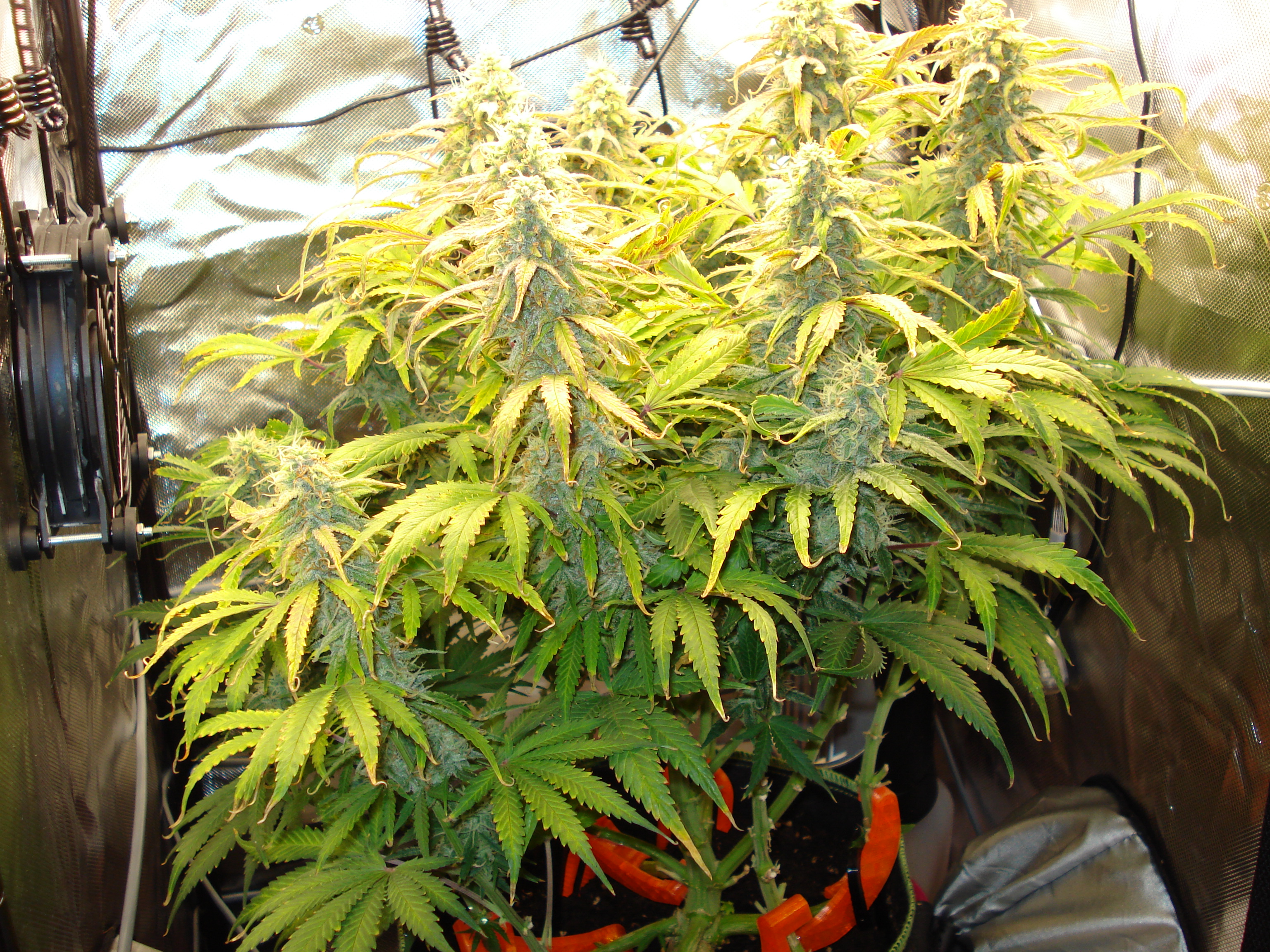 Grow 02 Day 69.JPG