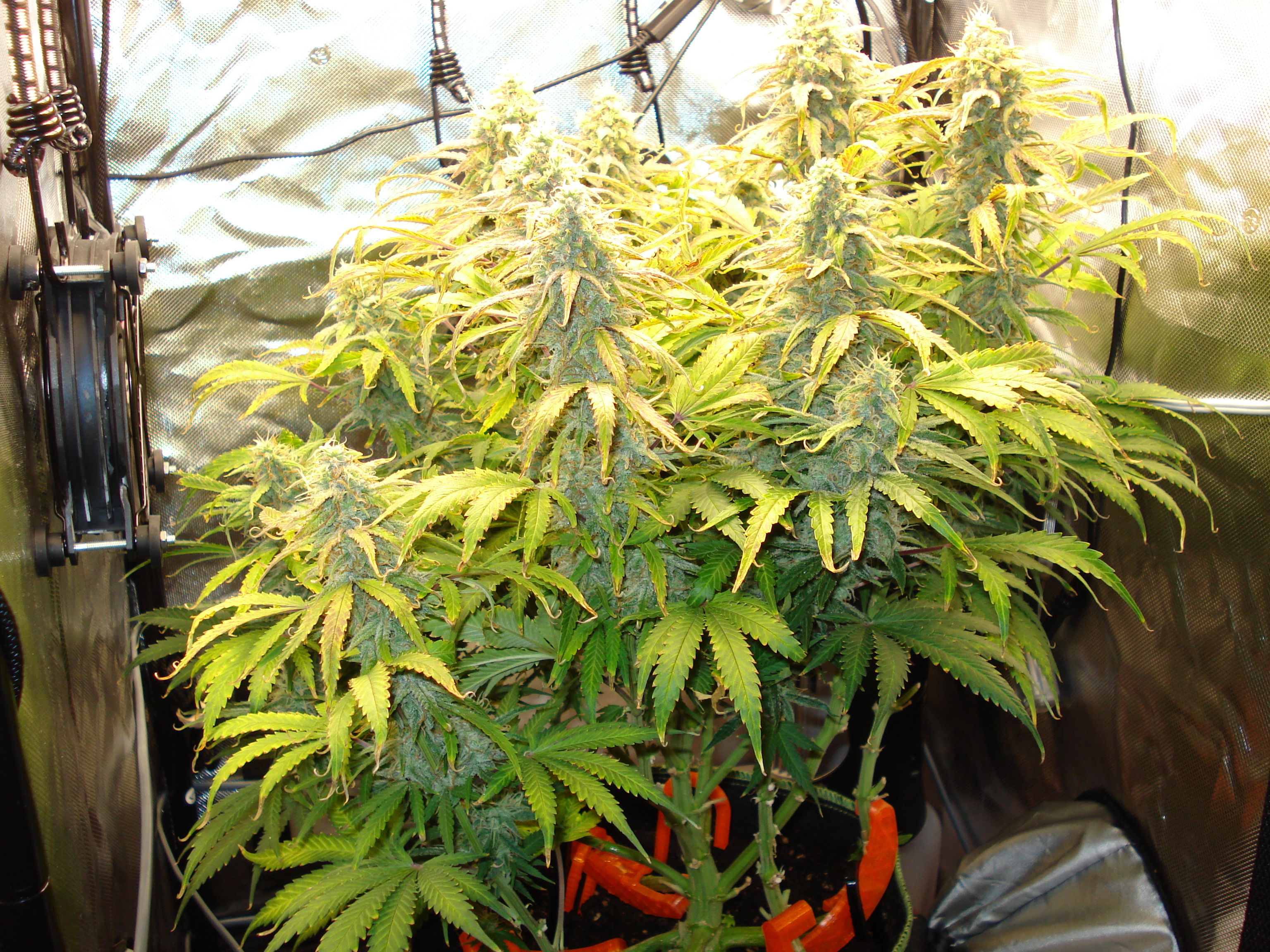 Grow 02 Day 71.JPG