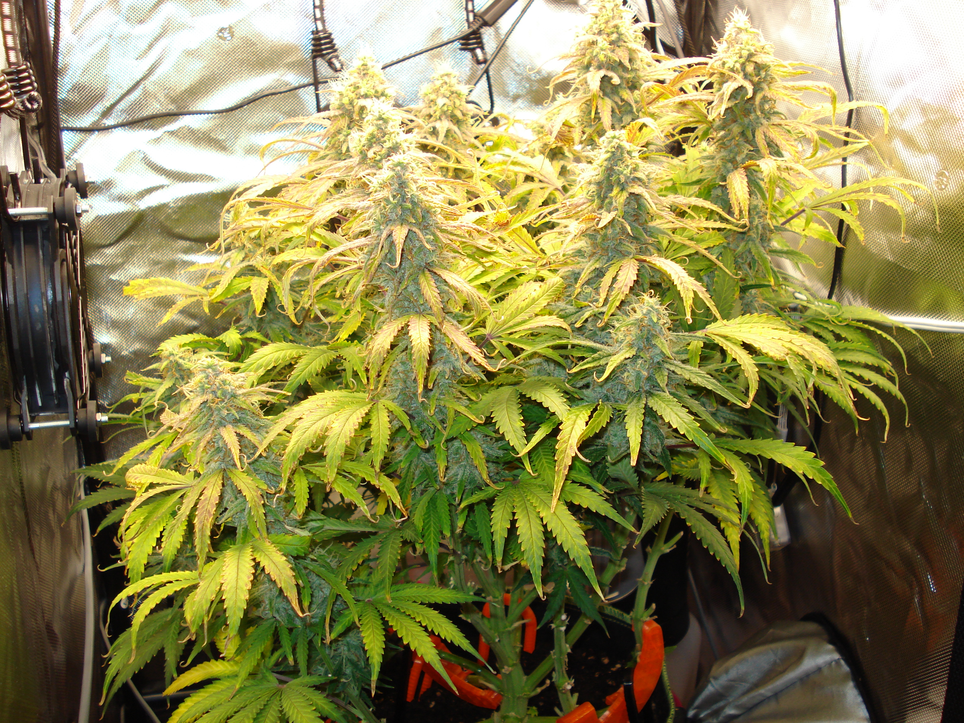 Grow 02 Day 73.JPG