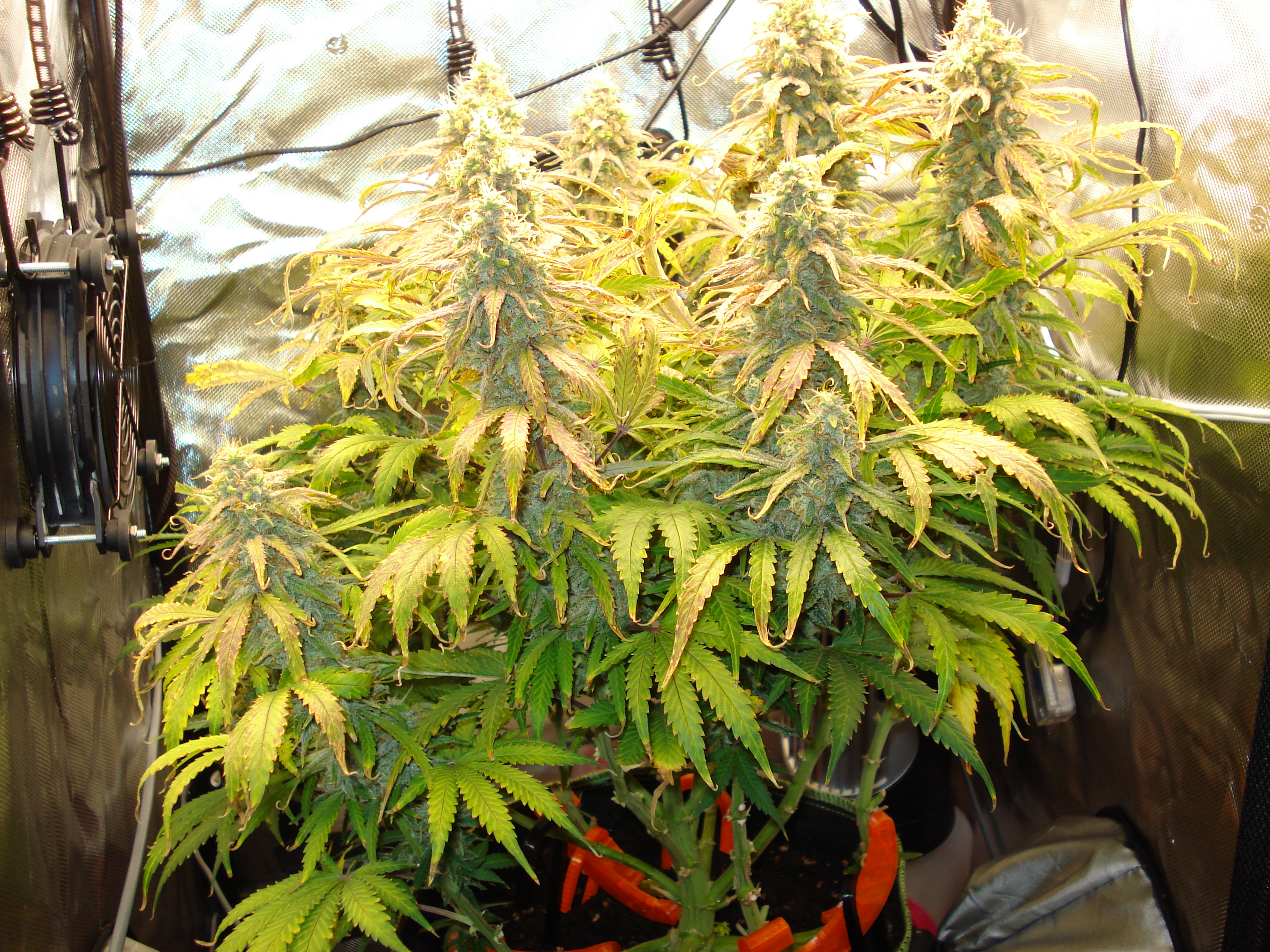 Grow 02 Day 75.JPG