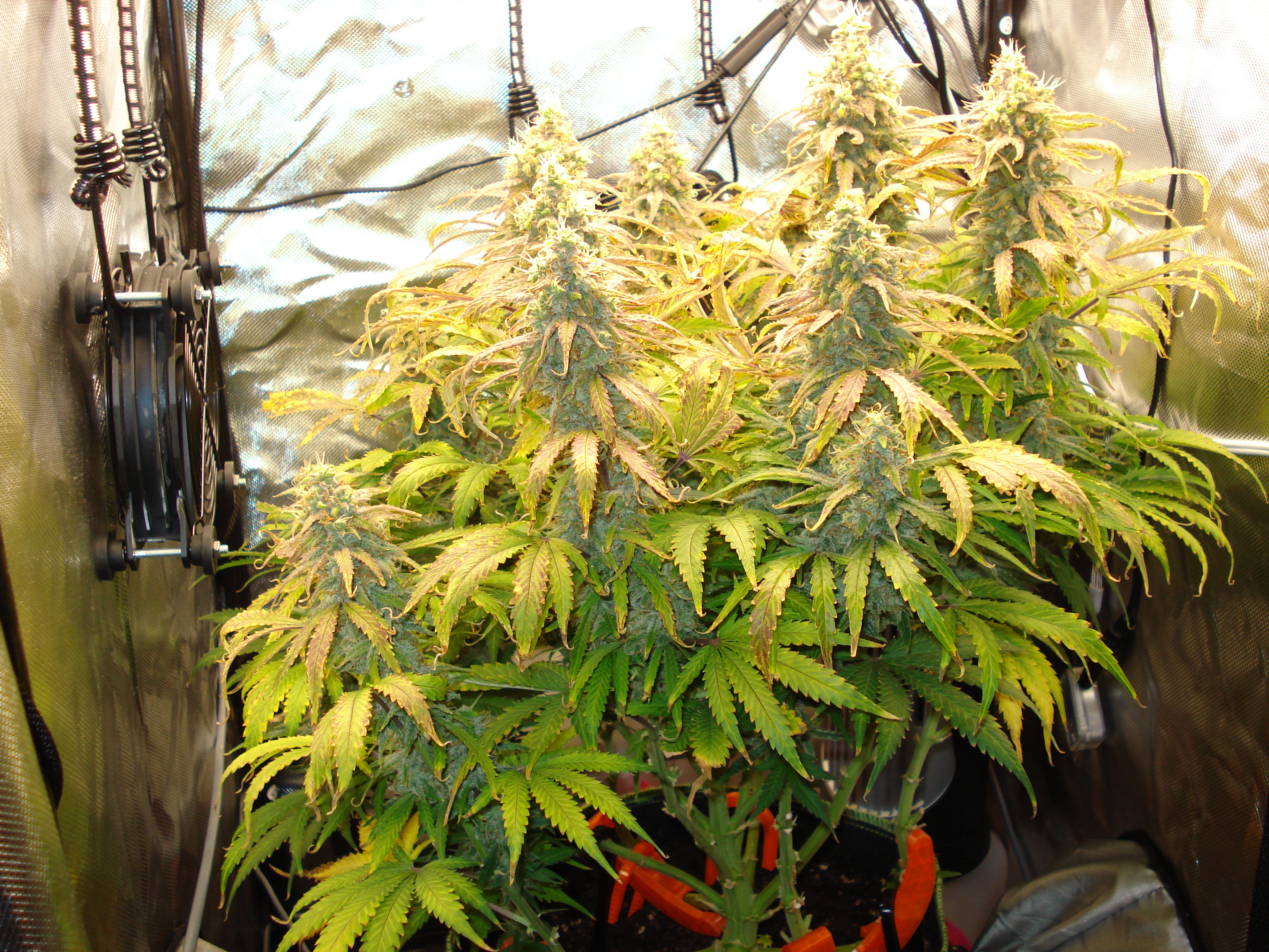 Grow 02 Day 76.JPG