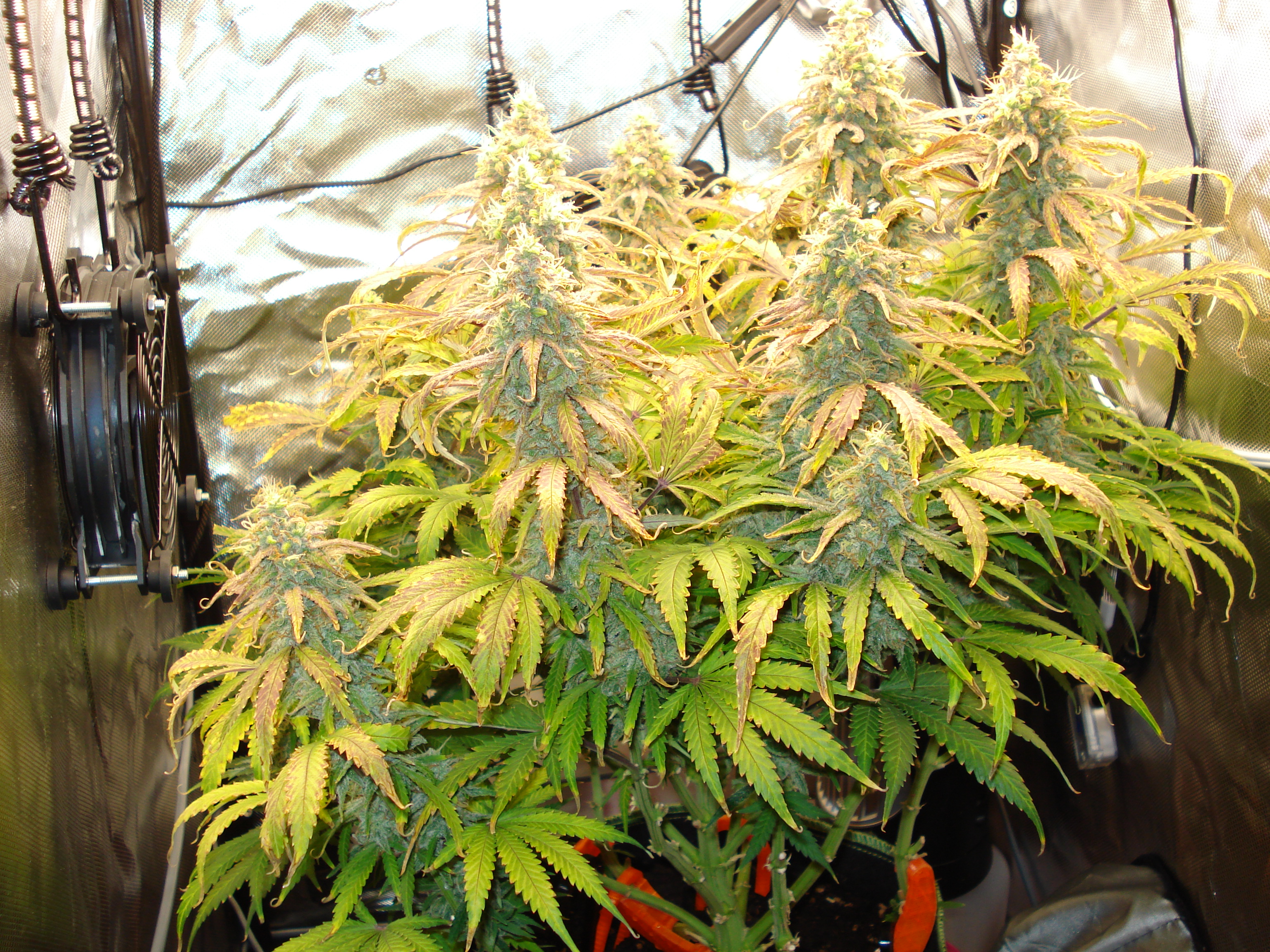 Grow 02 Day 77.JPG