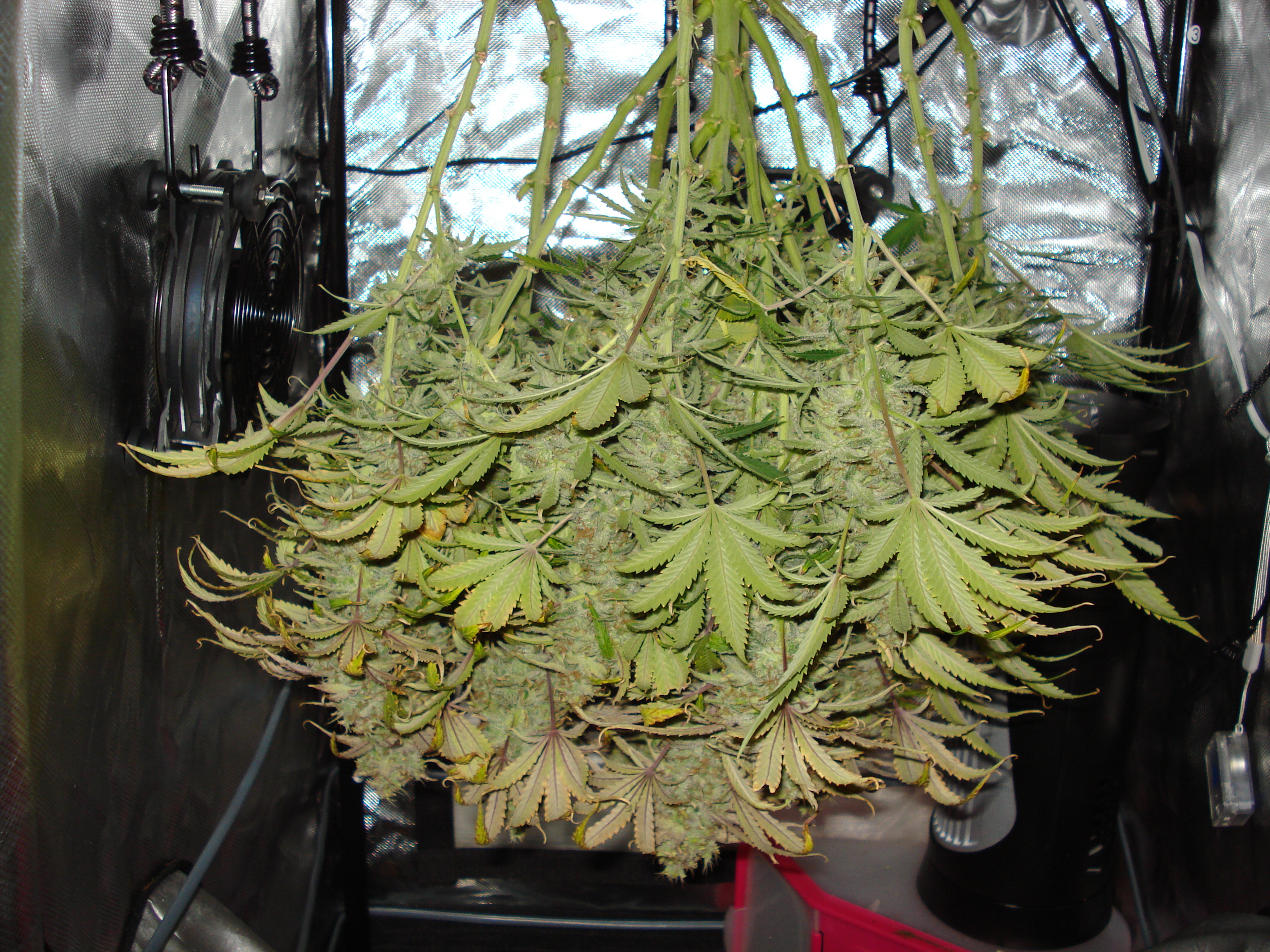 Grow 02 Day 80b.JPG