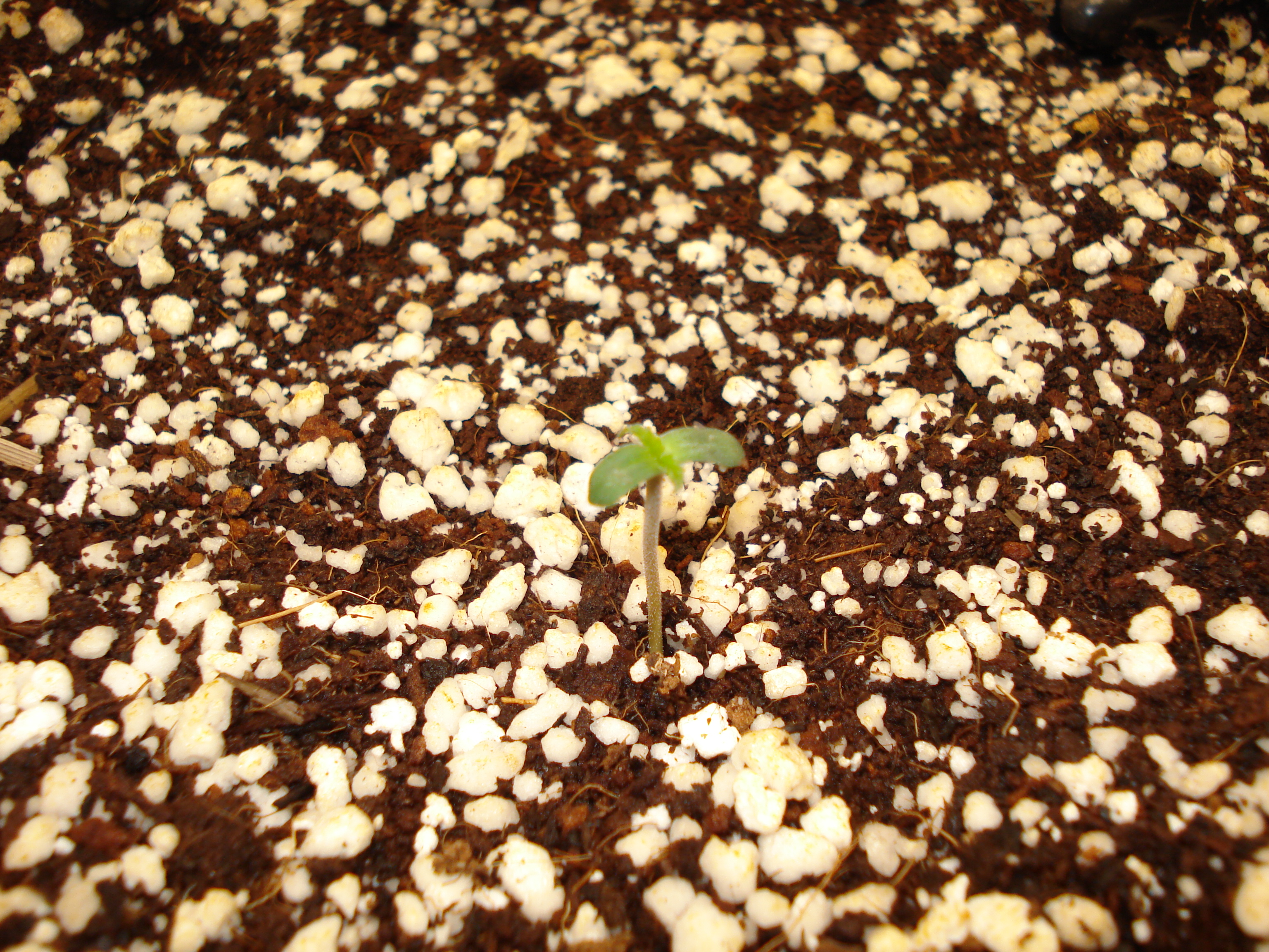 Grow 03 Day 01.JPG