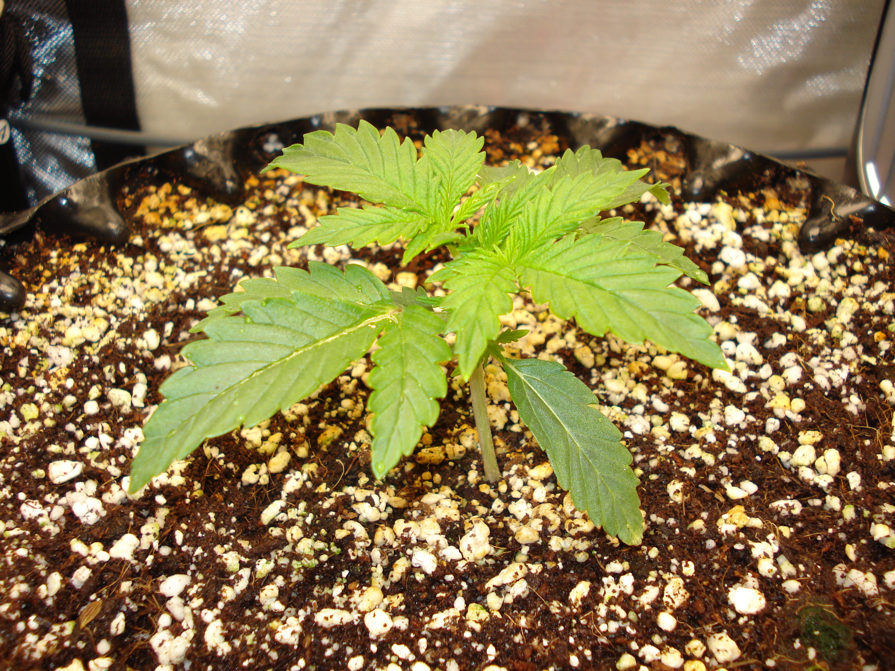 Grow 03 Day 12.JPG