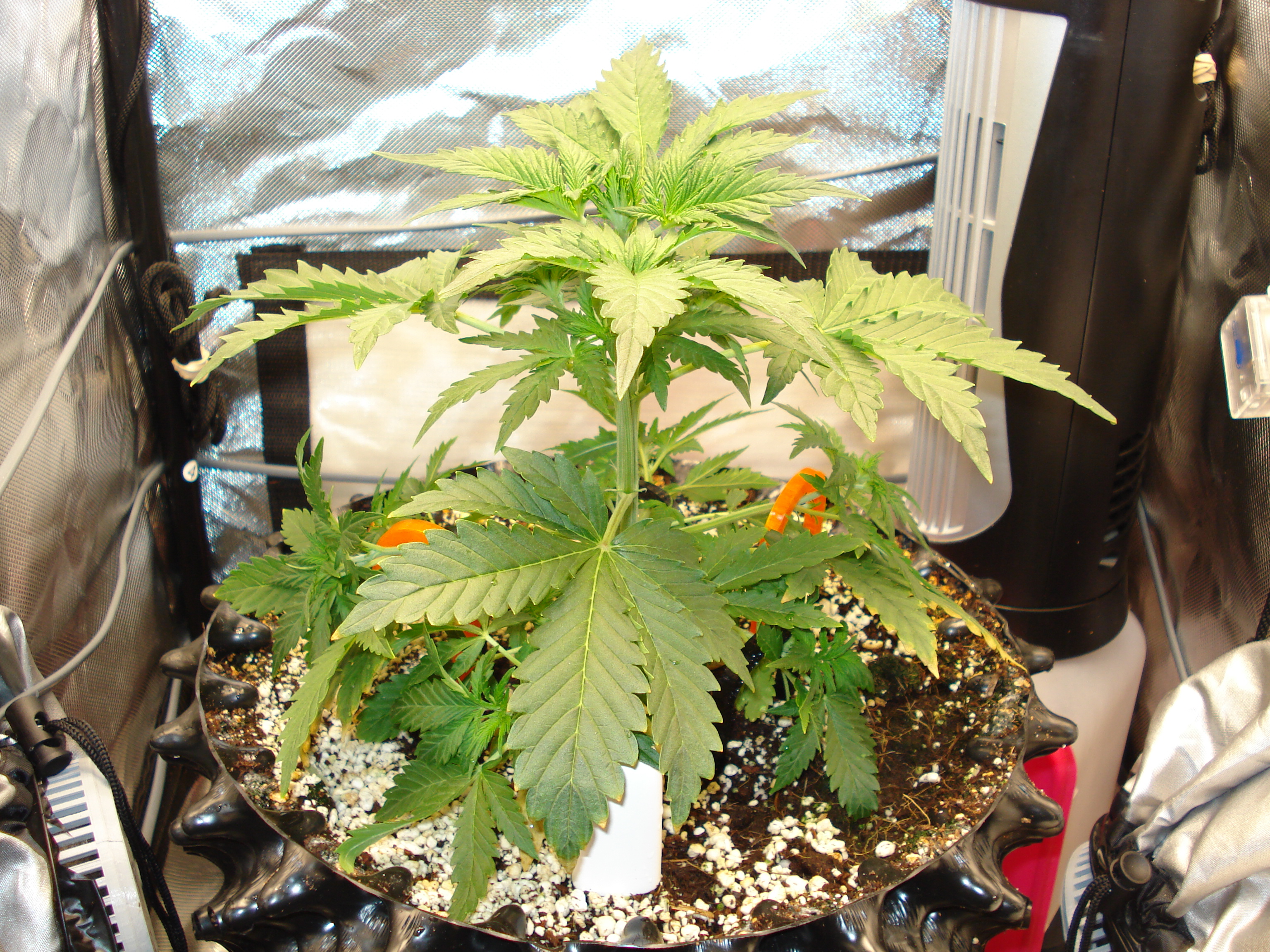 Grow 03 Day 22.JPG