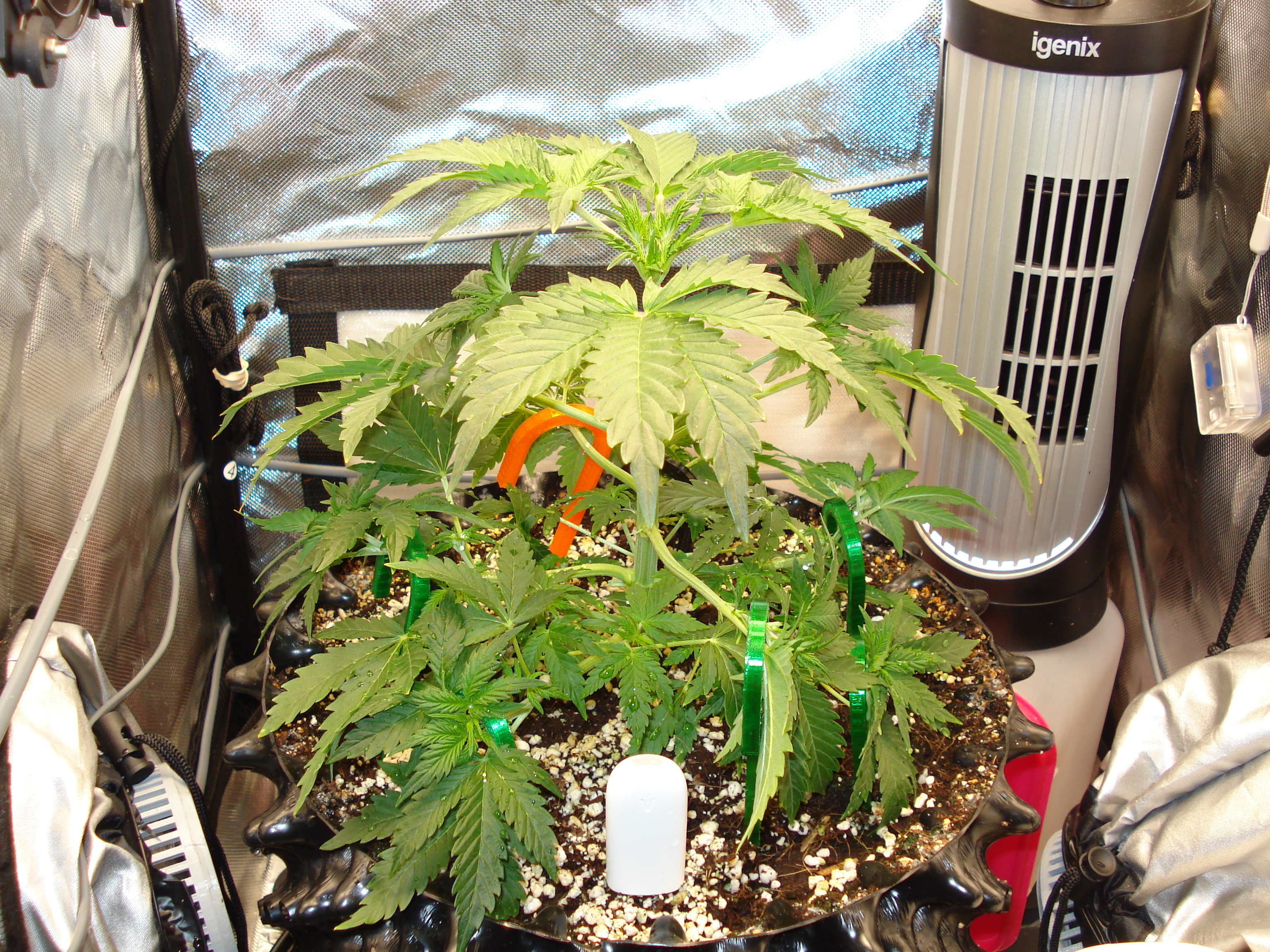 Grow 03 Day 24.JPG