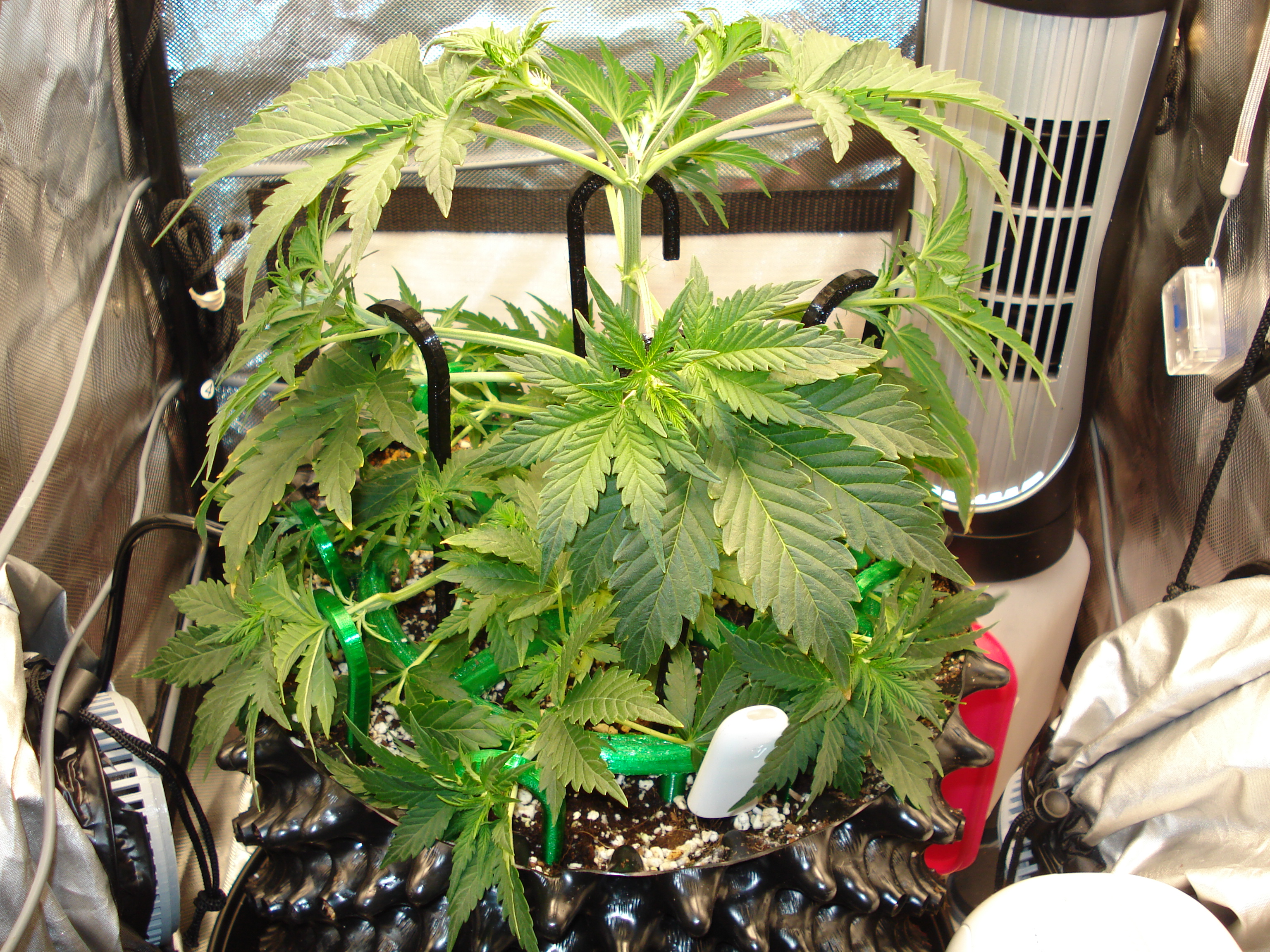 Grow 03 Day 27.JPG