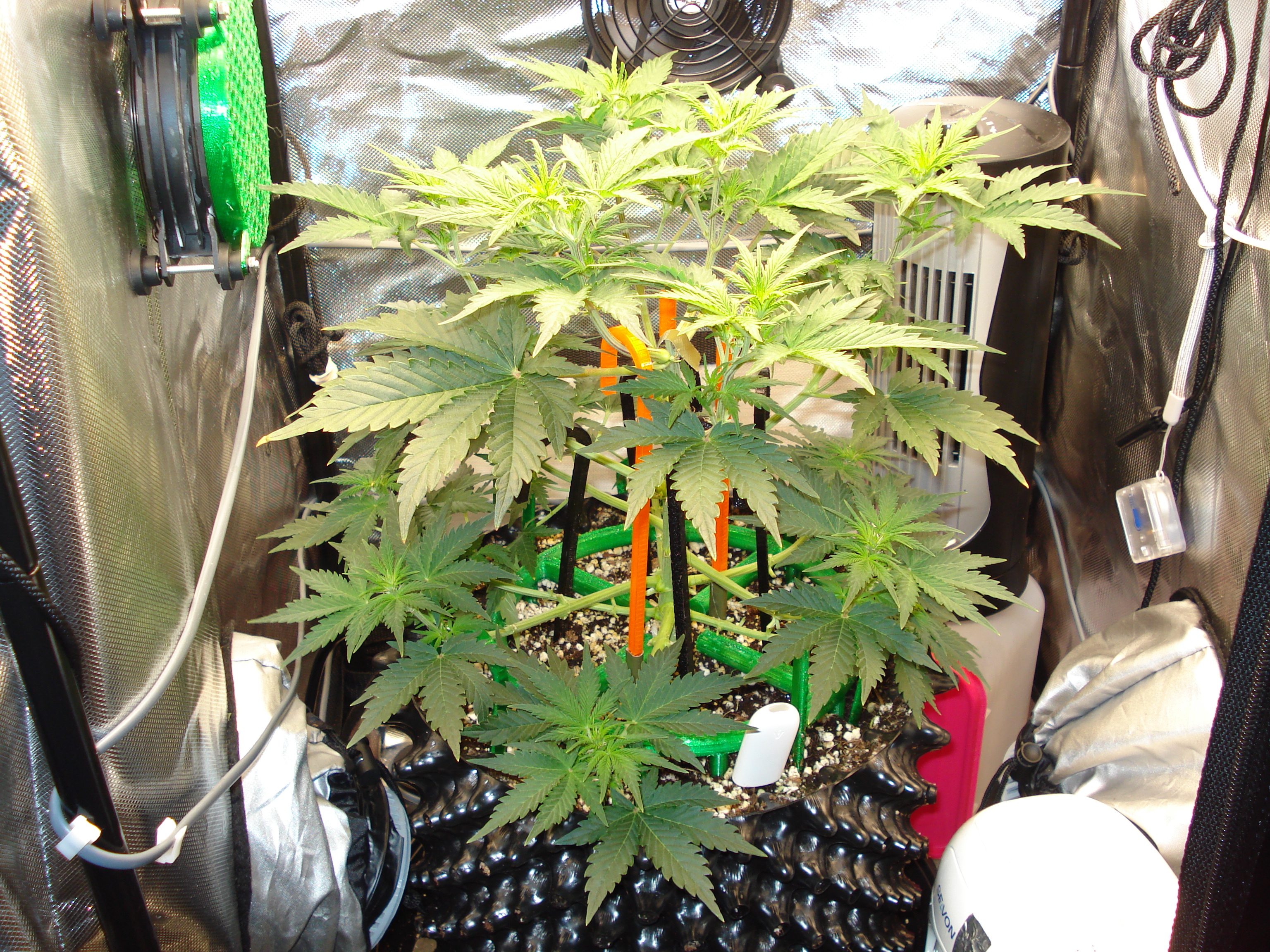 Grow 03 Day 32.JPG