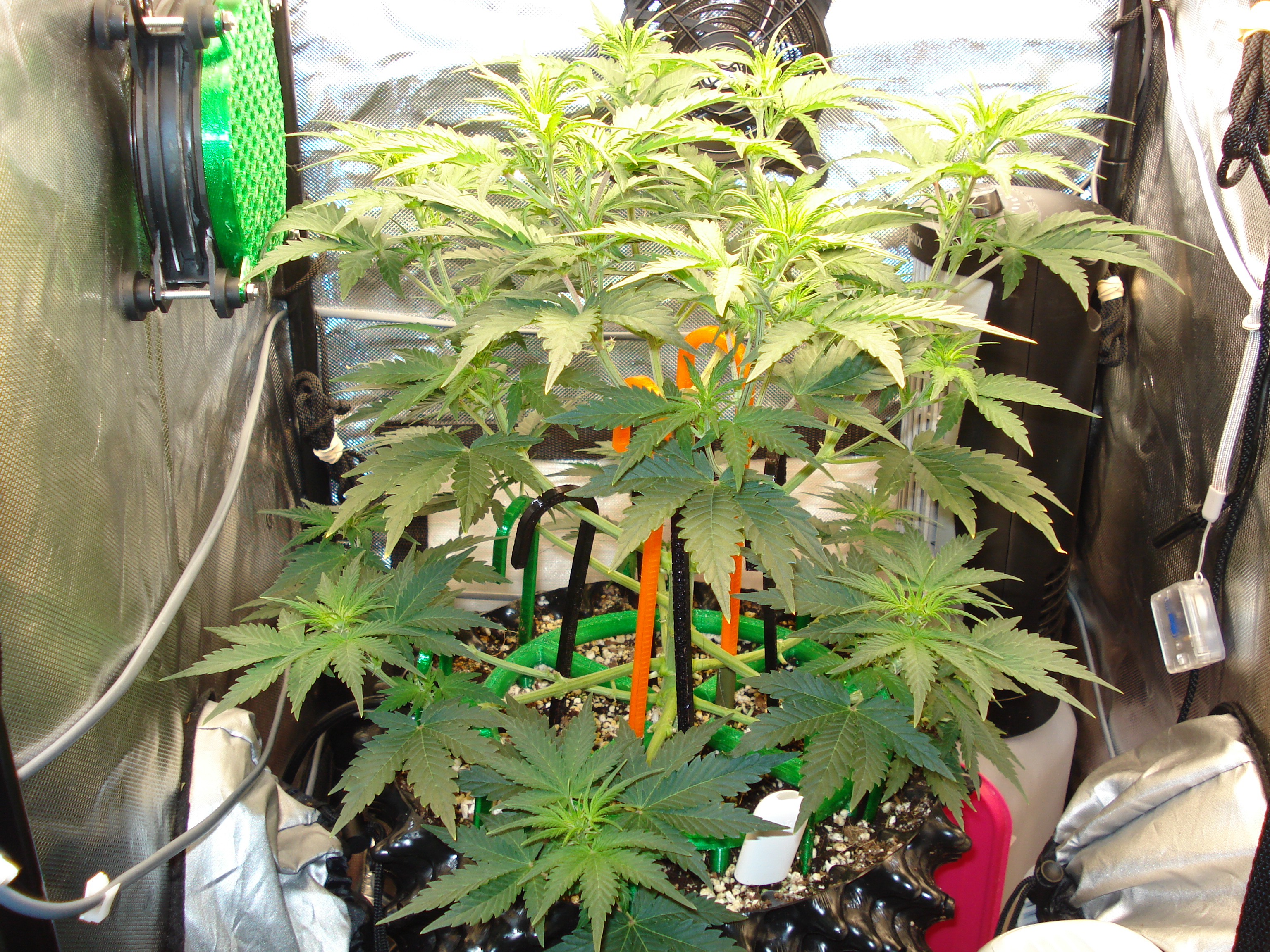 Grow 03 Day 34.JPG