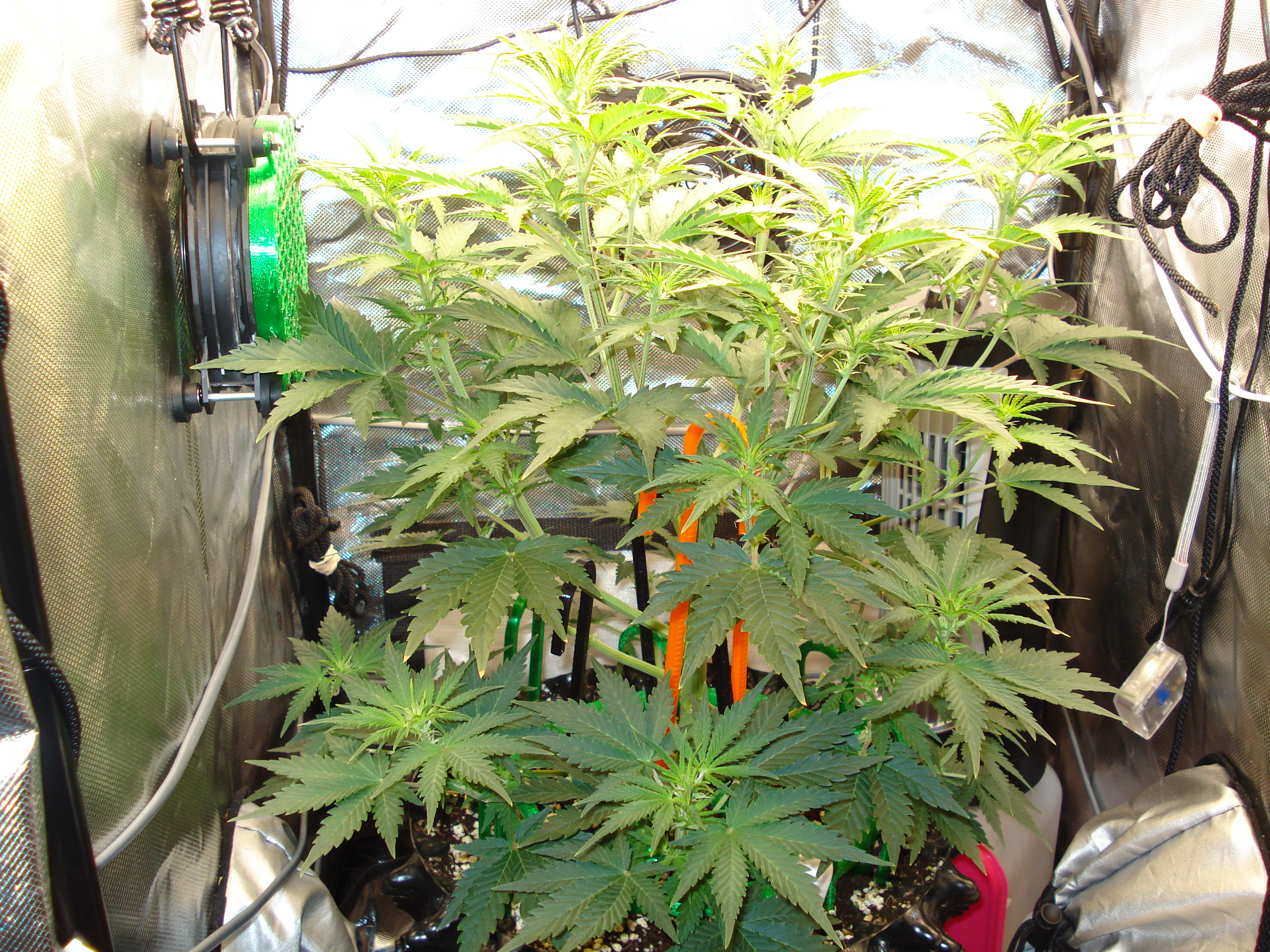 Grow 03 Day 36.JPG