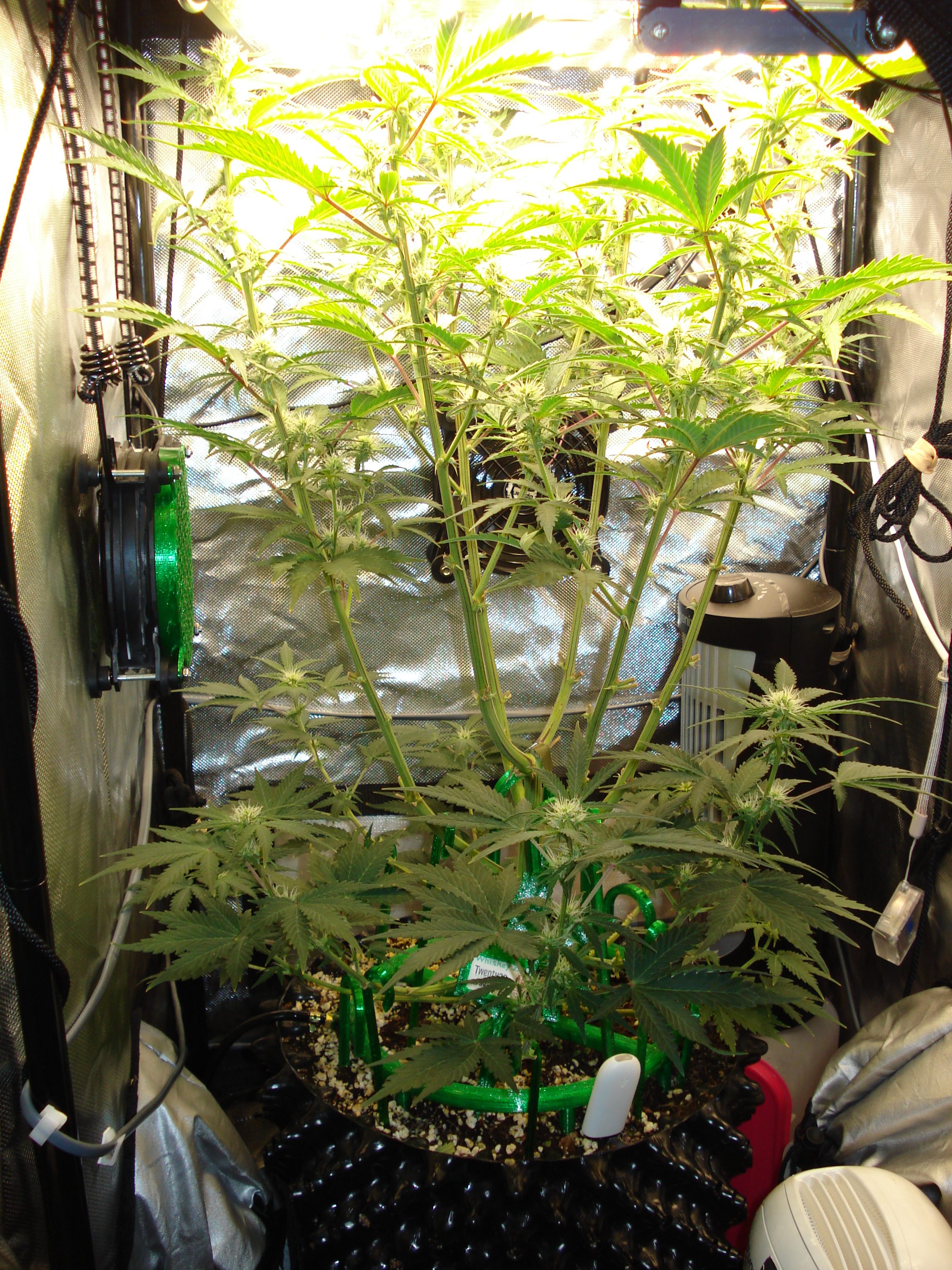 Grow 03 Day 48.JPG