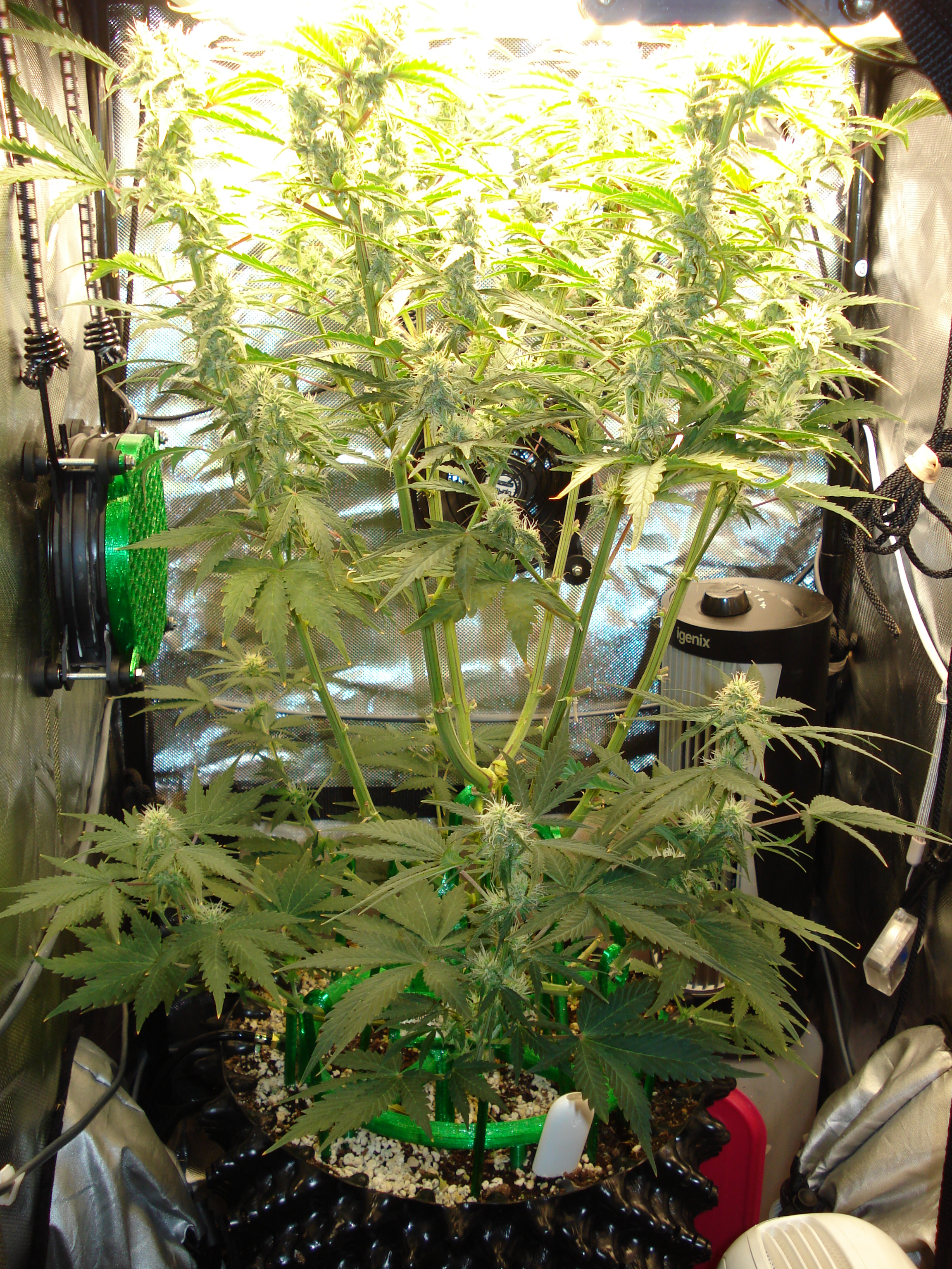 Grow 03 Day 57.JPG