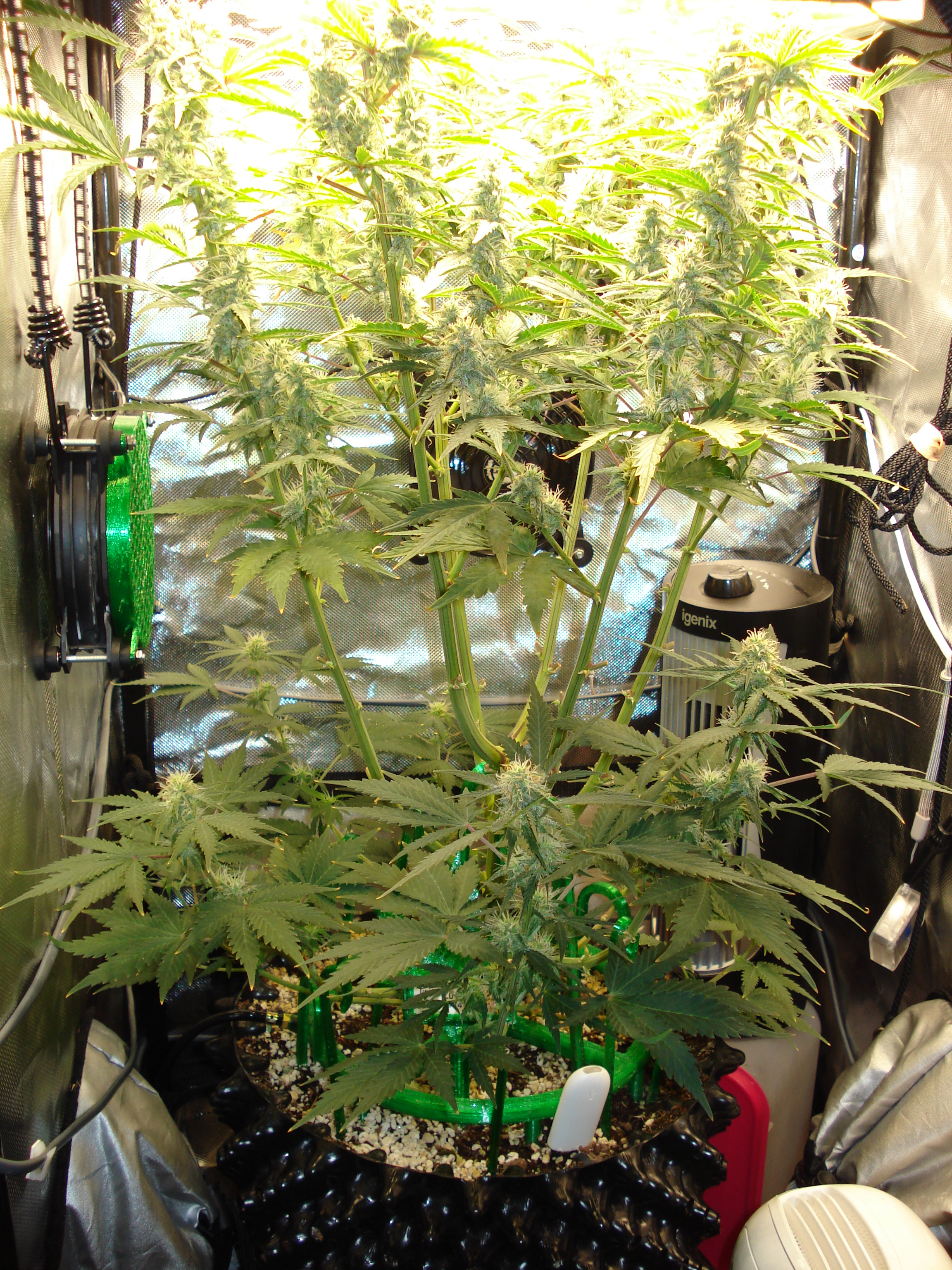 Grow 03 Day 60.JPG