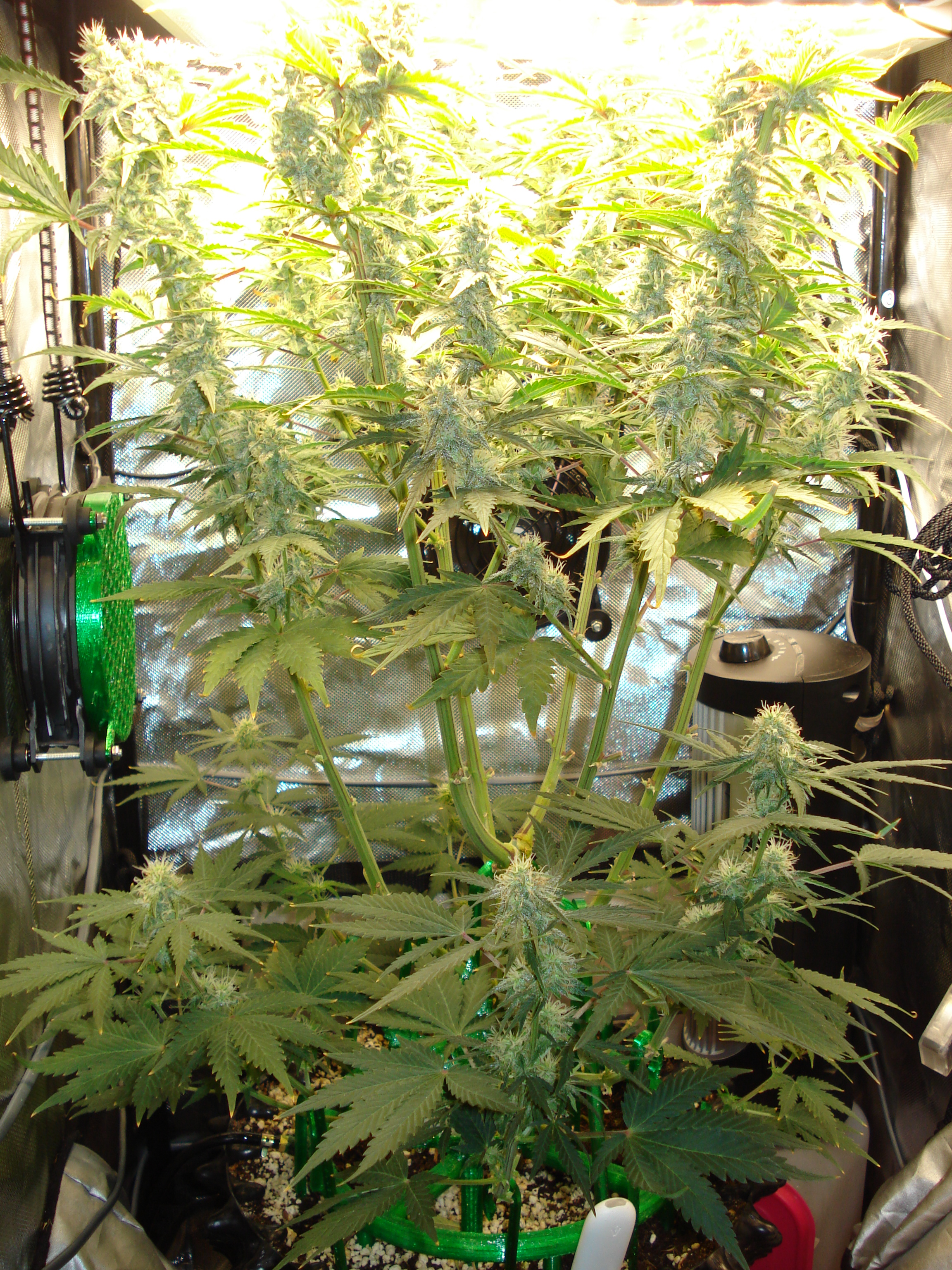 Grow 03 Day 62.JPG