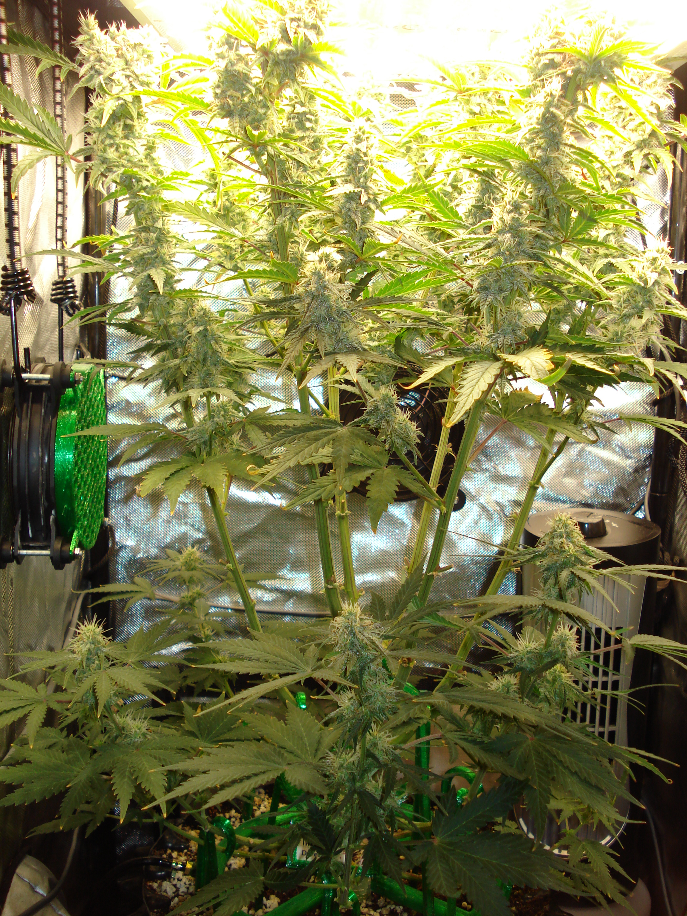 Grow 03 Day 64.JPG