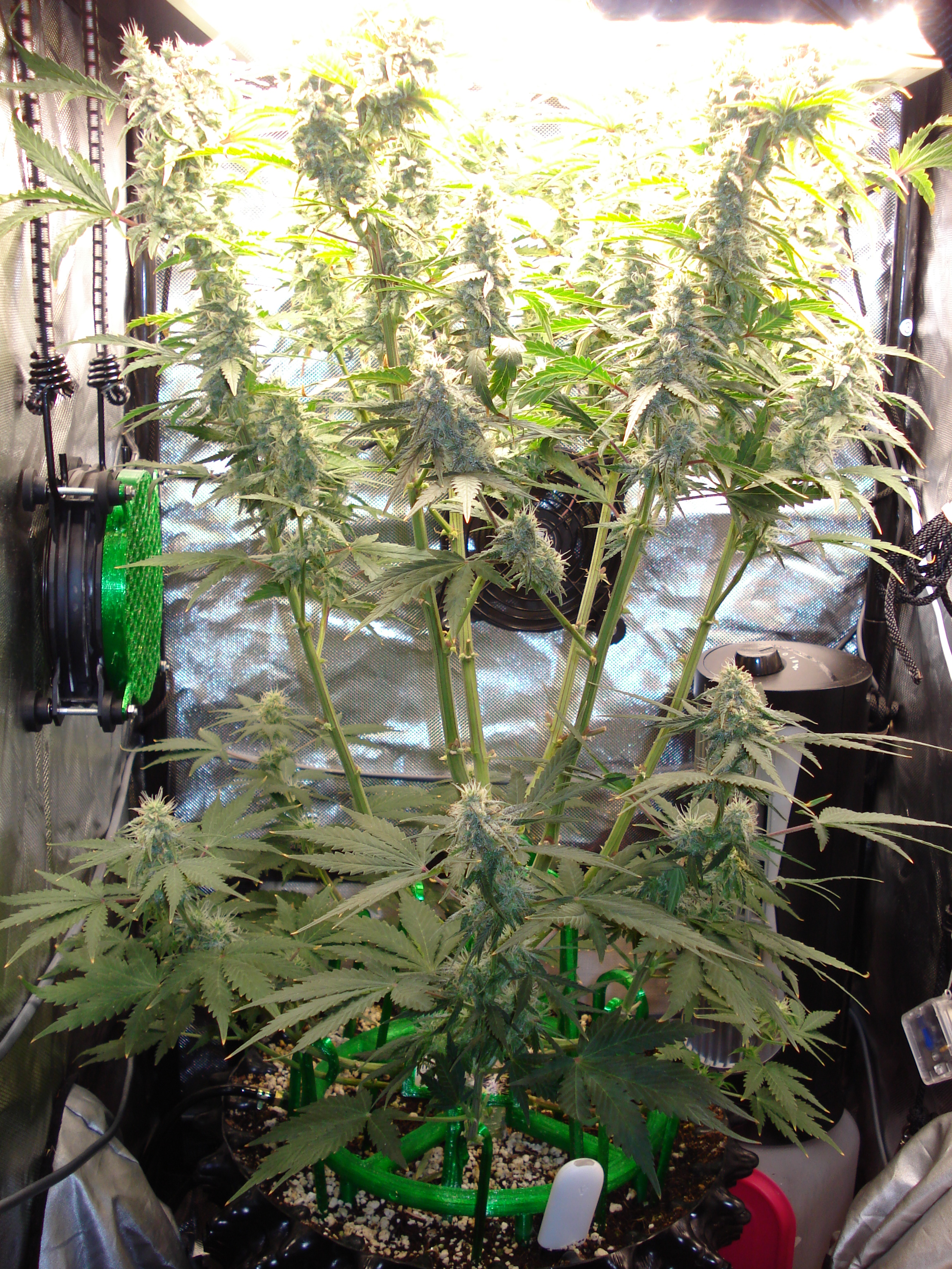 Grow 03 Day 67.JPG