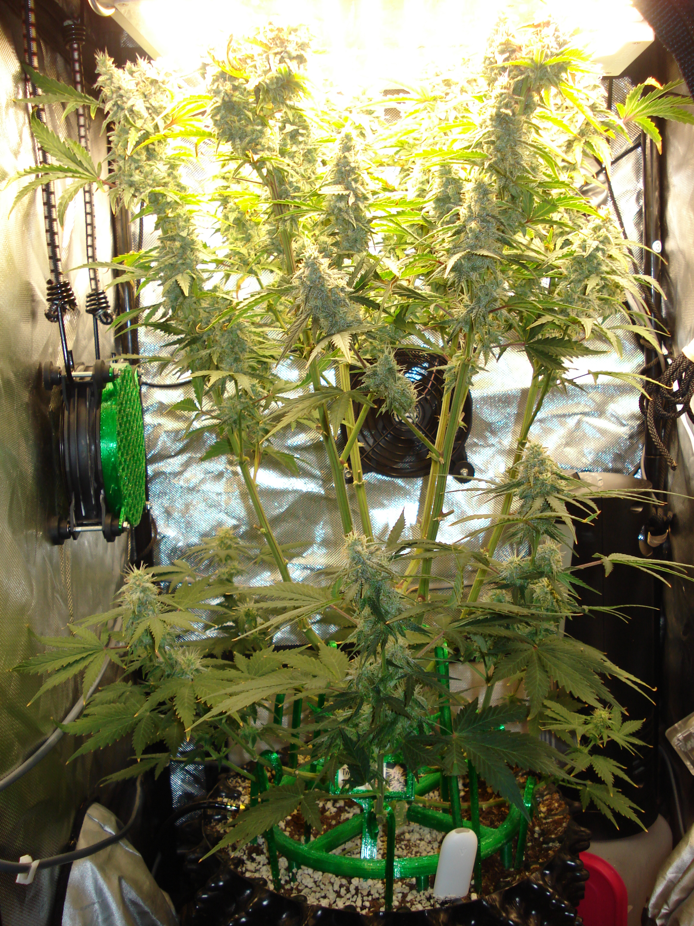 Grow 03 Day 71.JPG