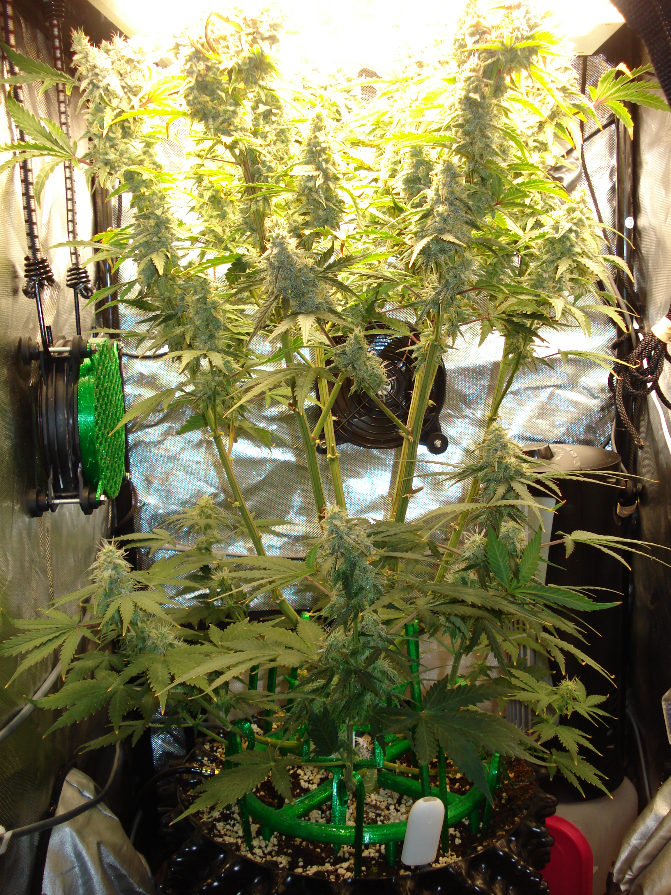 Grow 03 Day 73.JPG