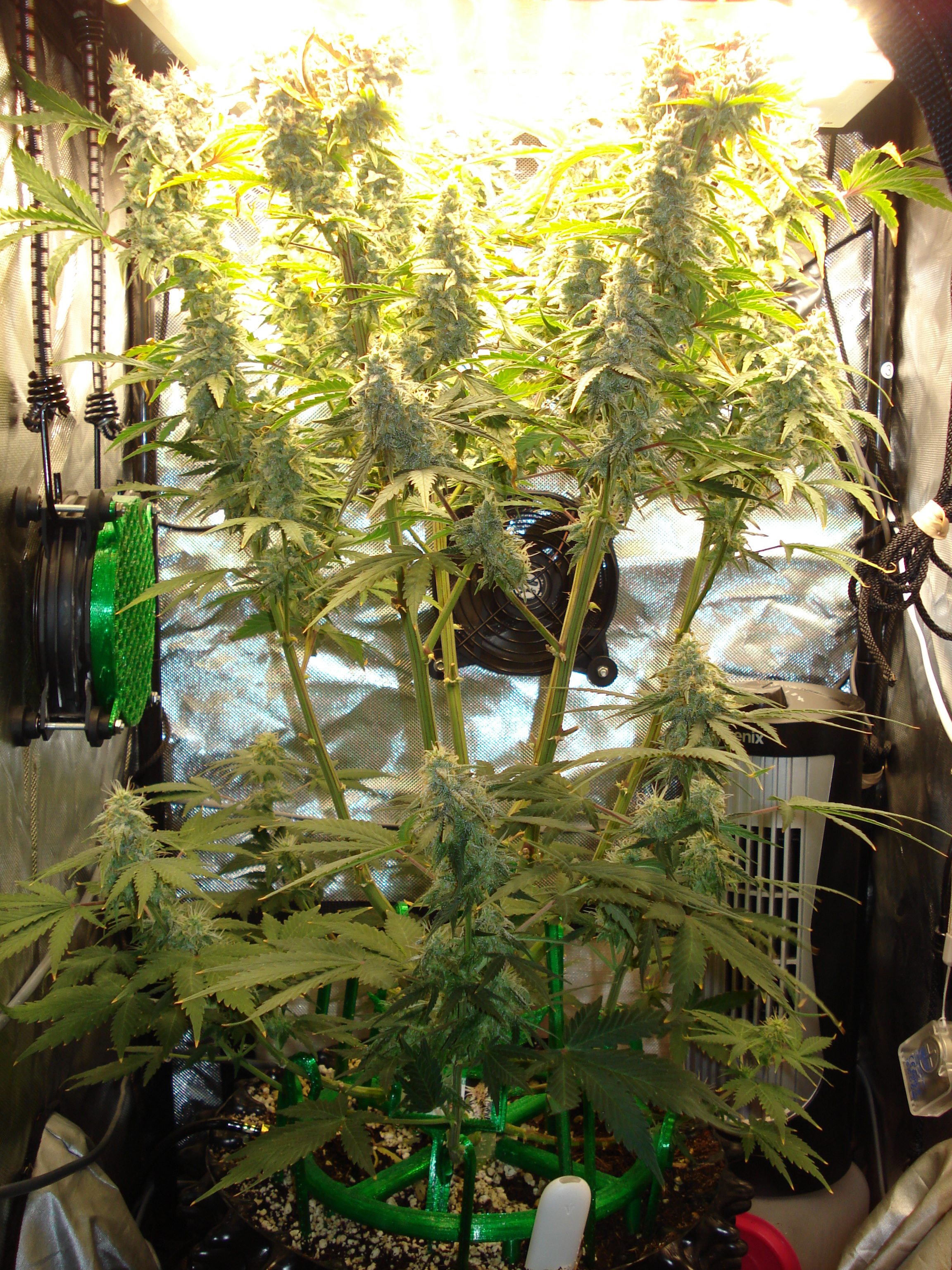 Grow 03 Day 74.JPG