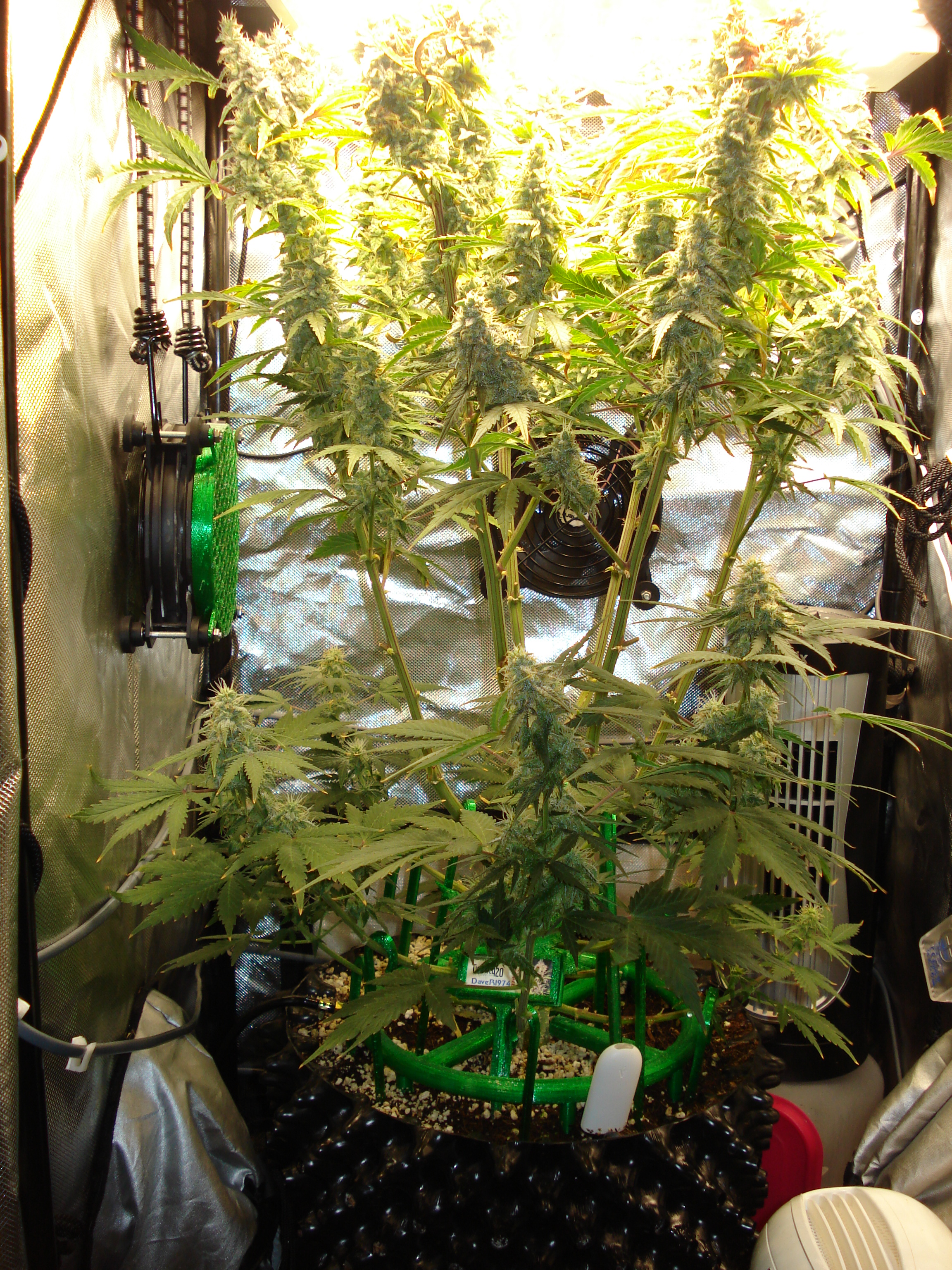 Grow 03 Day 75.JPG