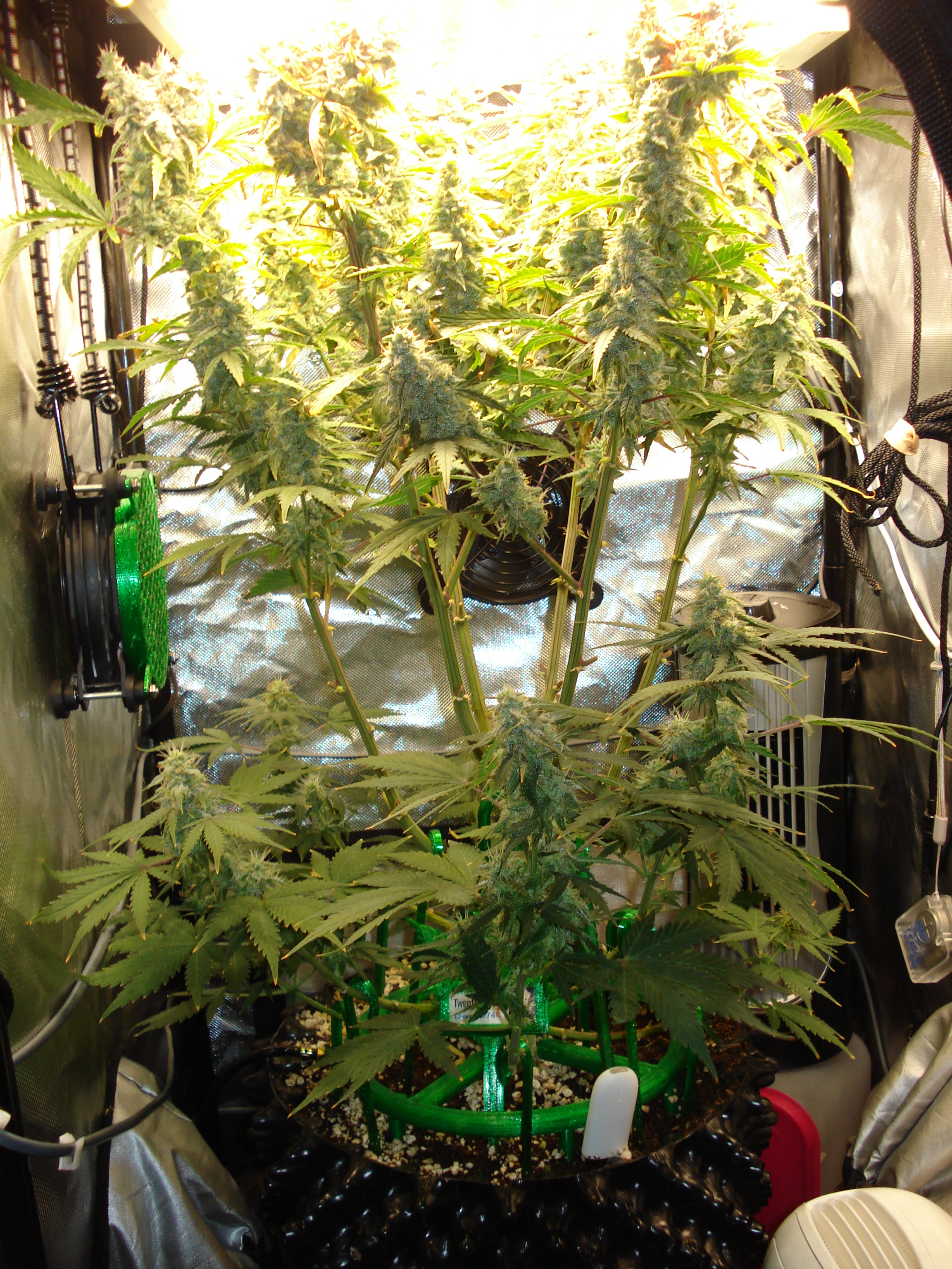 Grow 03 Day 76.JPG