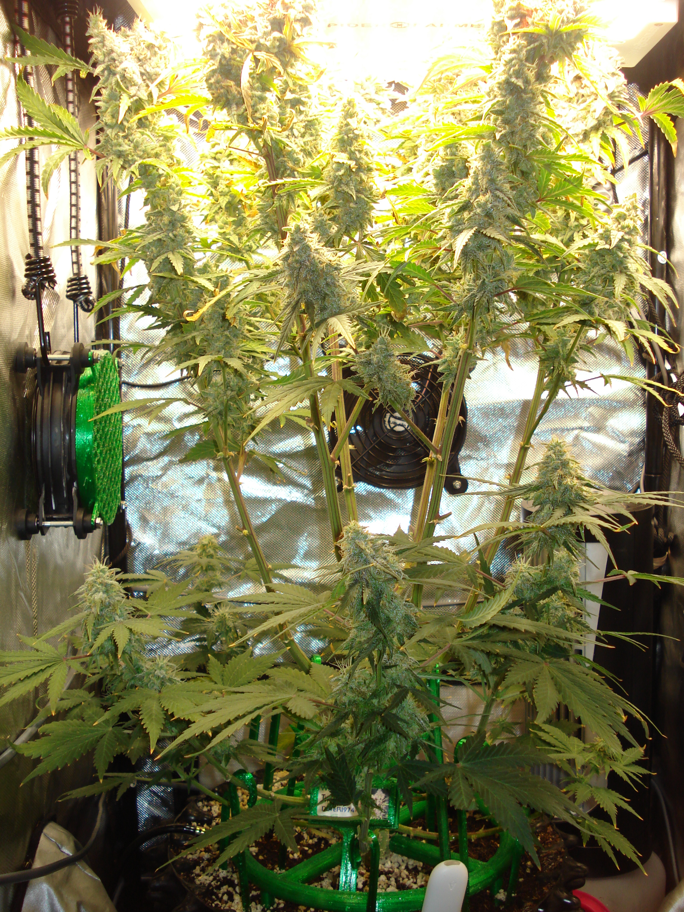 Grow 03 Day 78.JPG