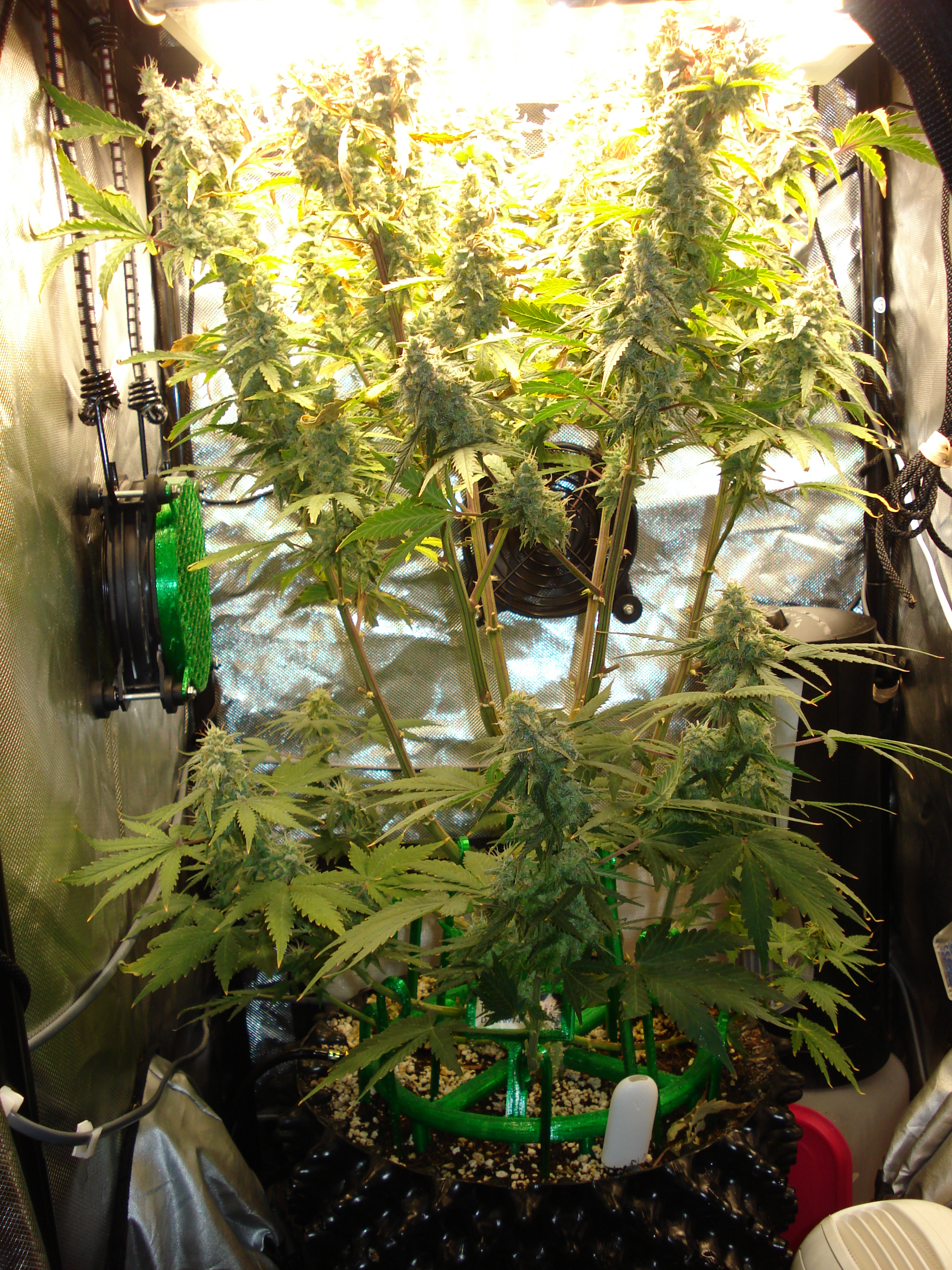 Grow 03 Day 81.JPG