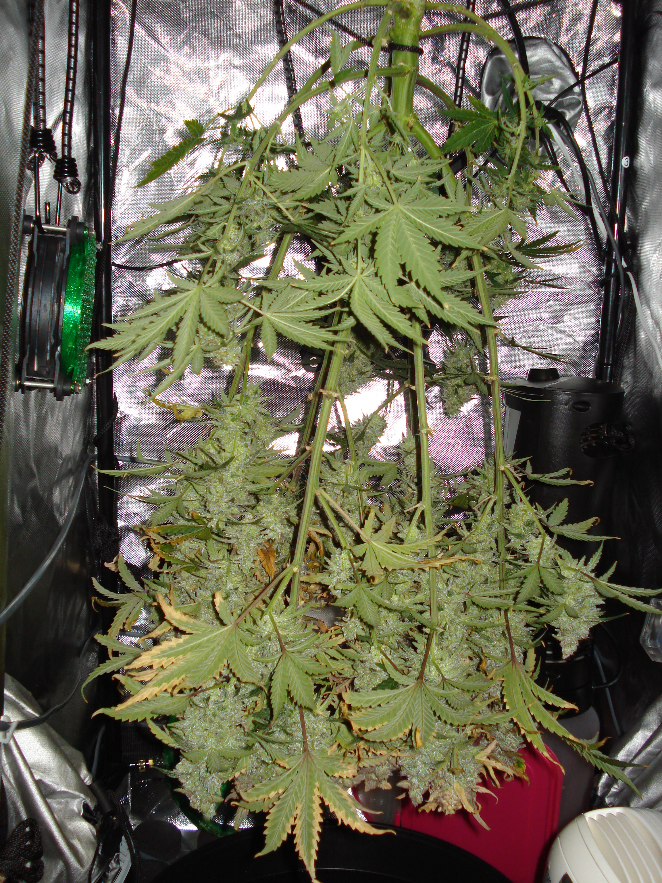 Grow 03 Day 84j.JPG