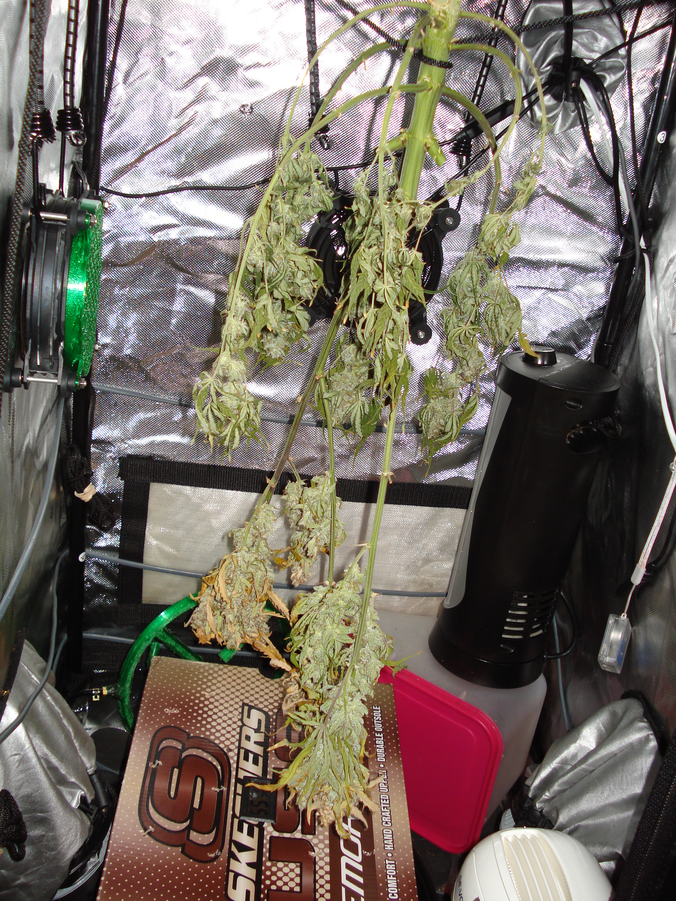 Grow 03 Day 86m.JPG