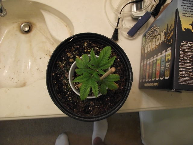 grow#2 001 (640x480).jpg