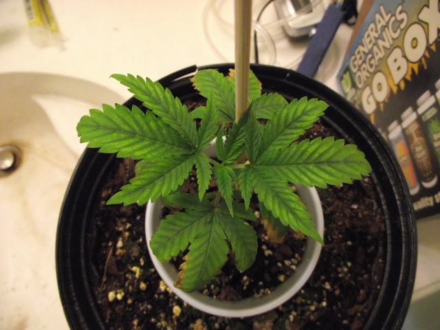 grow#2 003 (640x480).jpg