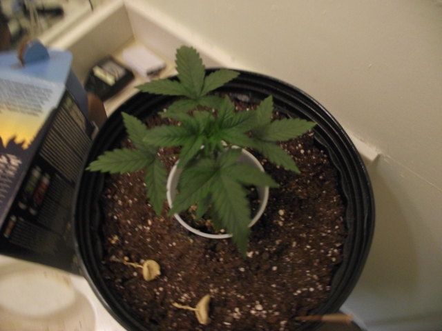 grow#2 004 (640x480).jpg