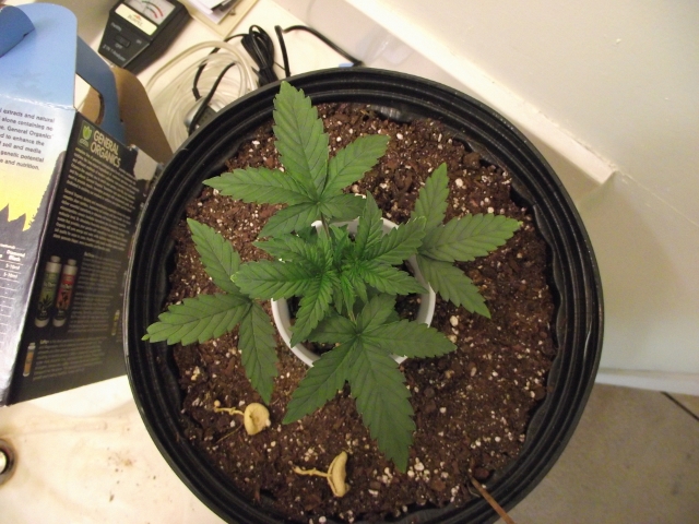 grow#2 005 (640x480).jpg