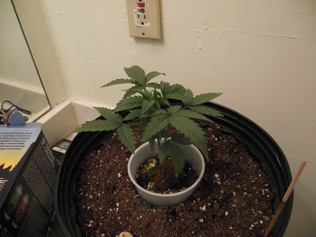 grow#2 006 (640x480).jpg