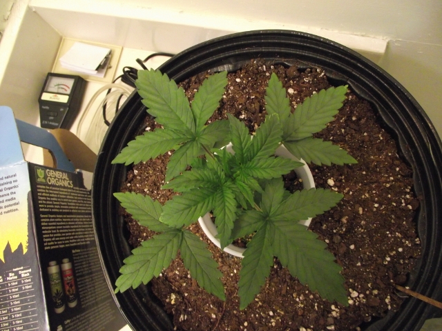 grow#2 007 (640x480).jpg