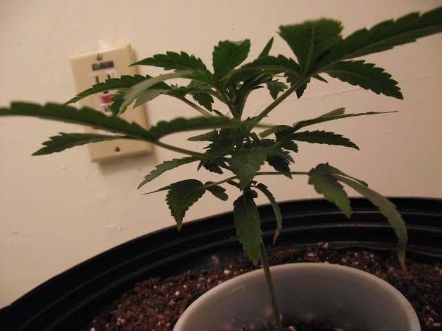 grow#2 008 (640x480).jpg