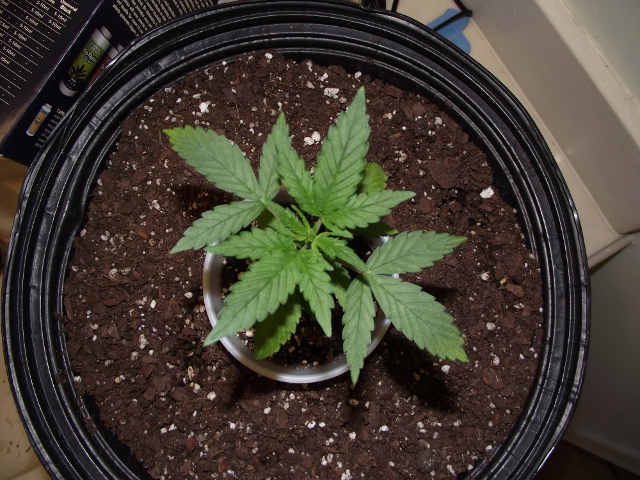 grow#2 010 (640x480).jpg