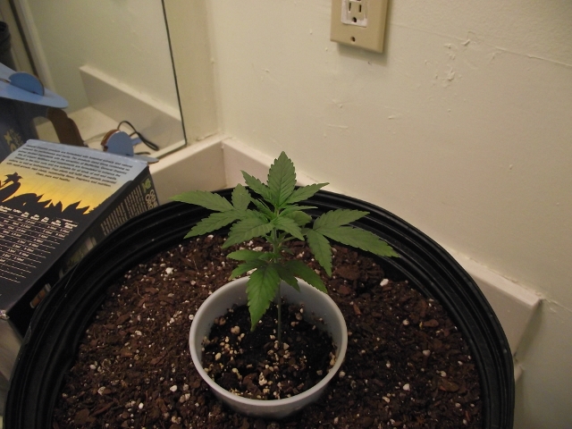 grow#2 011 (640x480).jpg