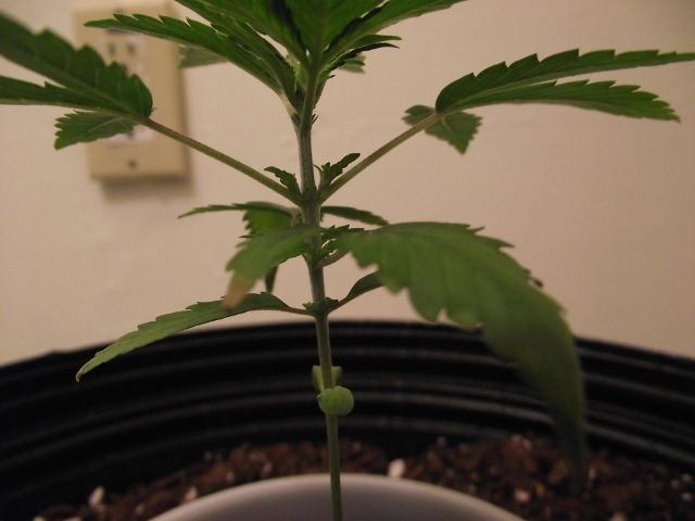 grow#2 012 (640x480).jpg