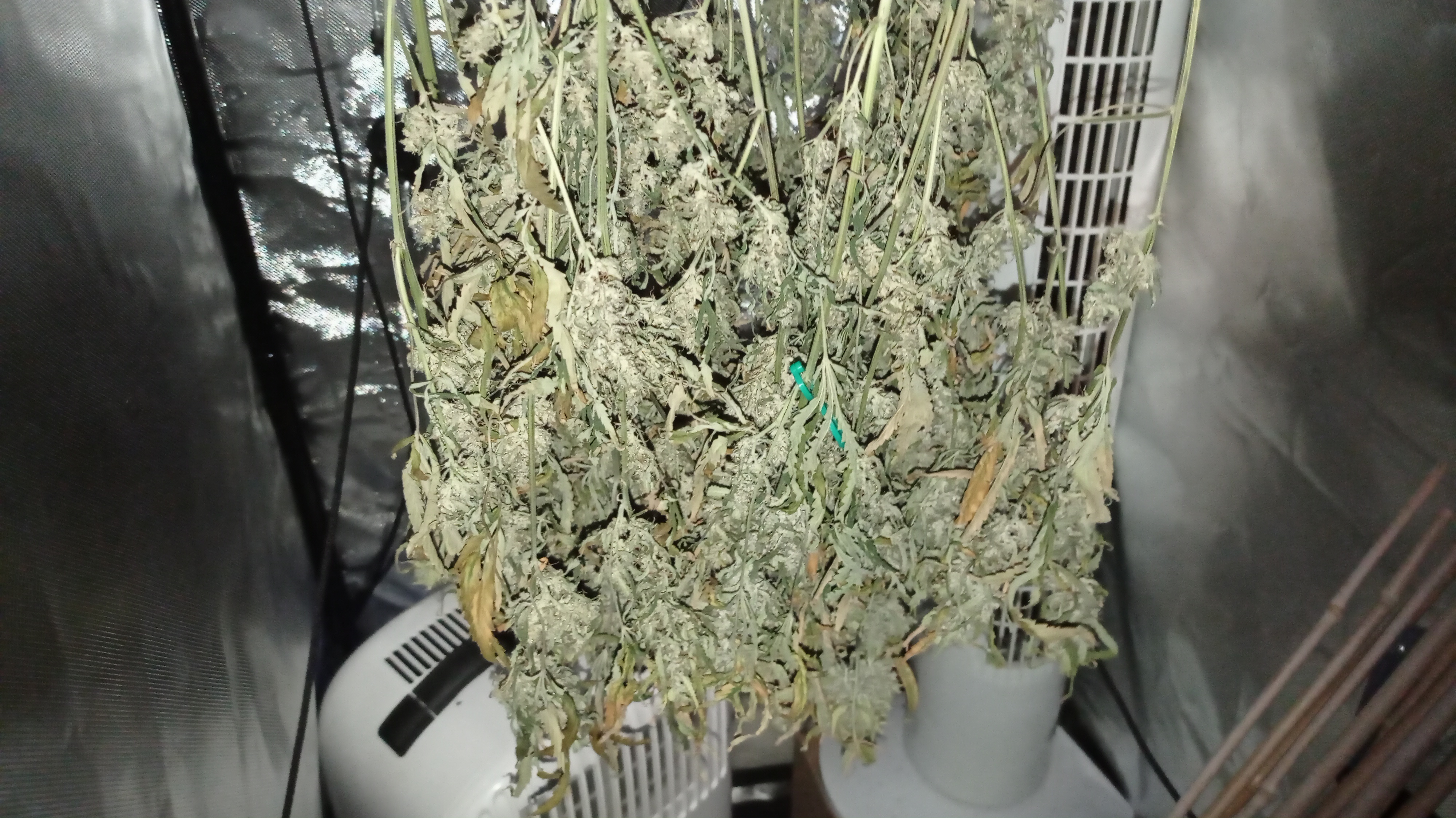 Grow 4 Day 84b.jpg