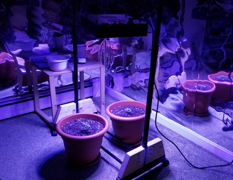 Grow-room.jpg