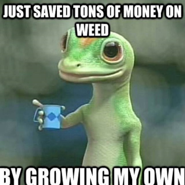 grow-your-own-weed.jpg