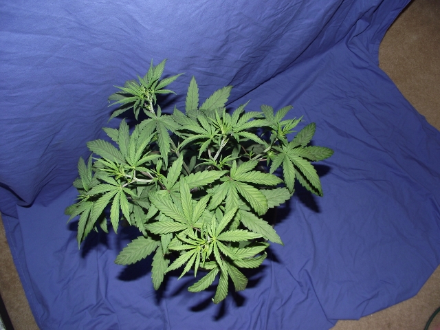 grow06222015 002 (640x480).jpg